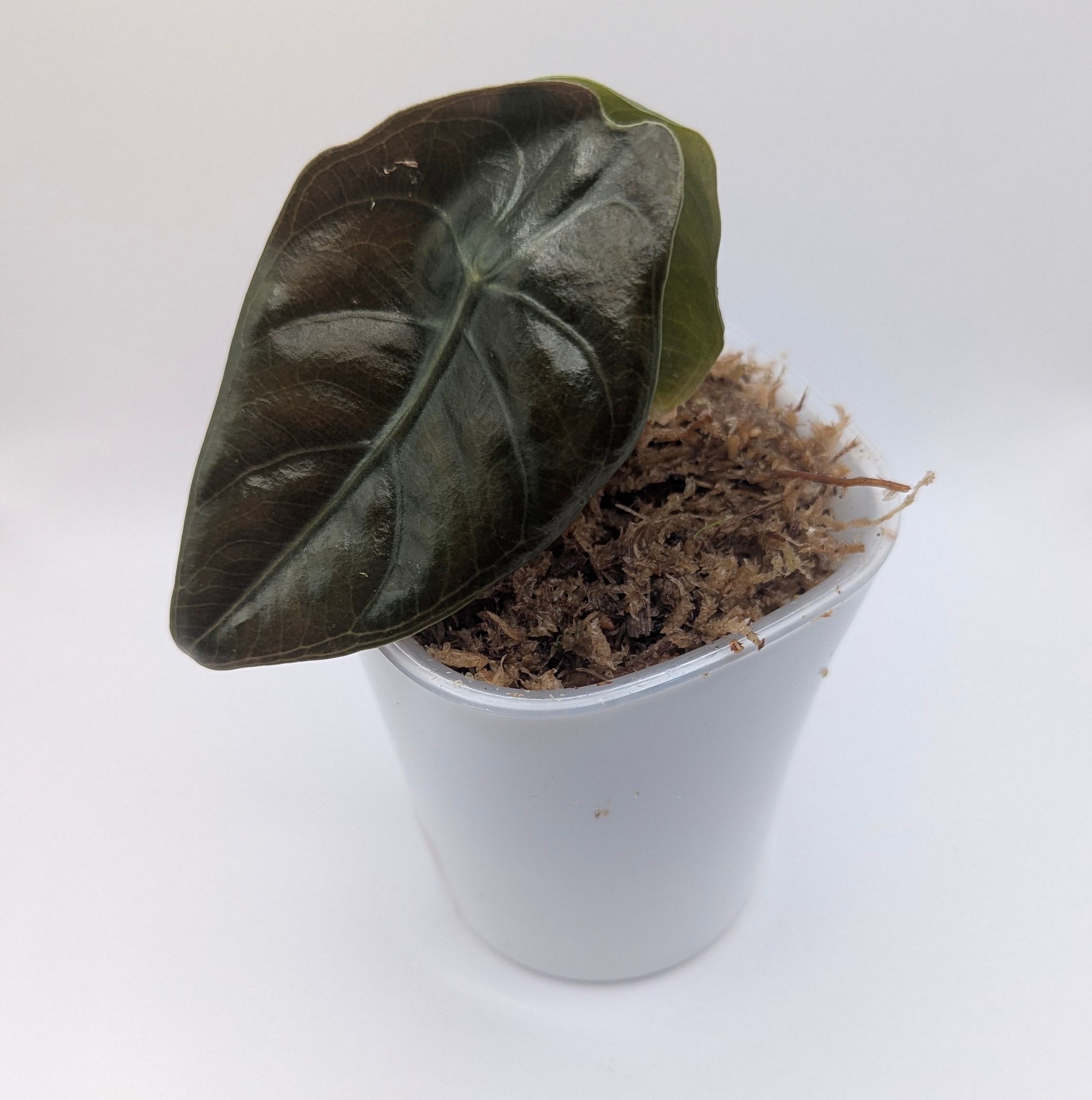 Alocasia longiloba suhirmaniana