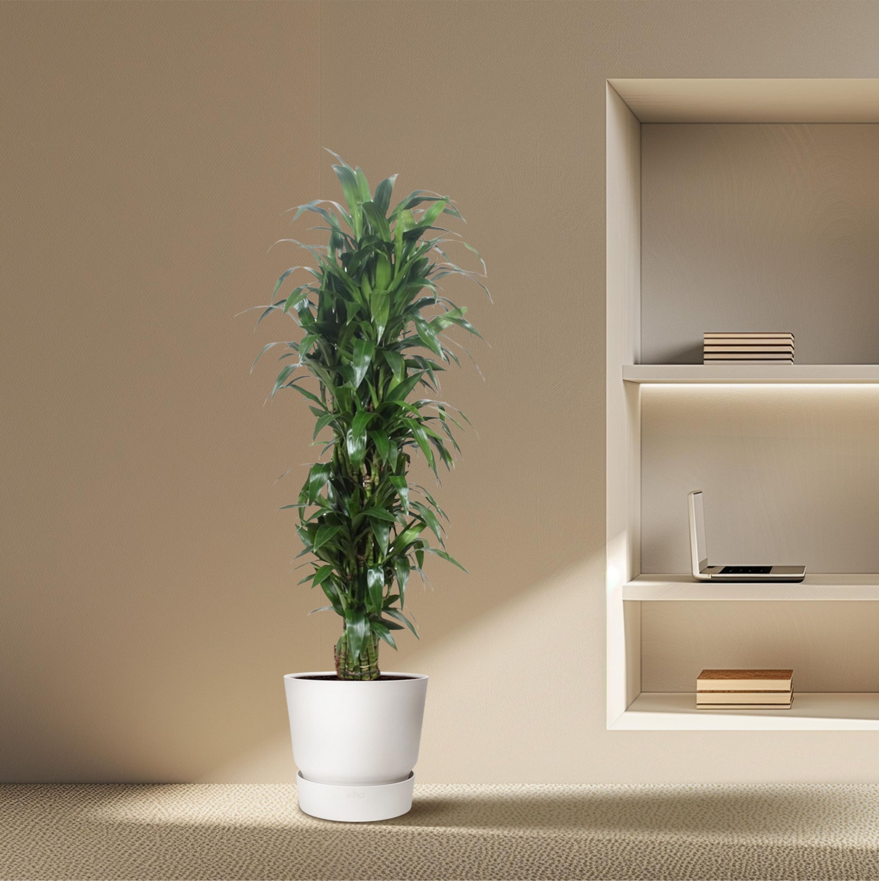 Dracaena Janet Craig - blickdichte grüne Zimmerpflanze
