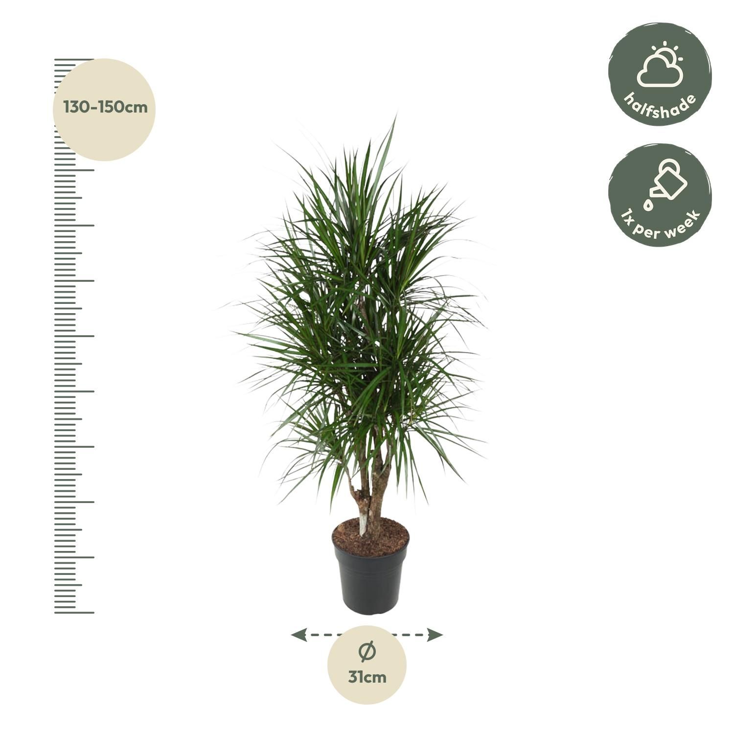 Dracaena Marginata elegante Zimmerpflanze
