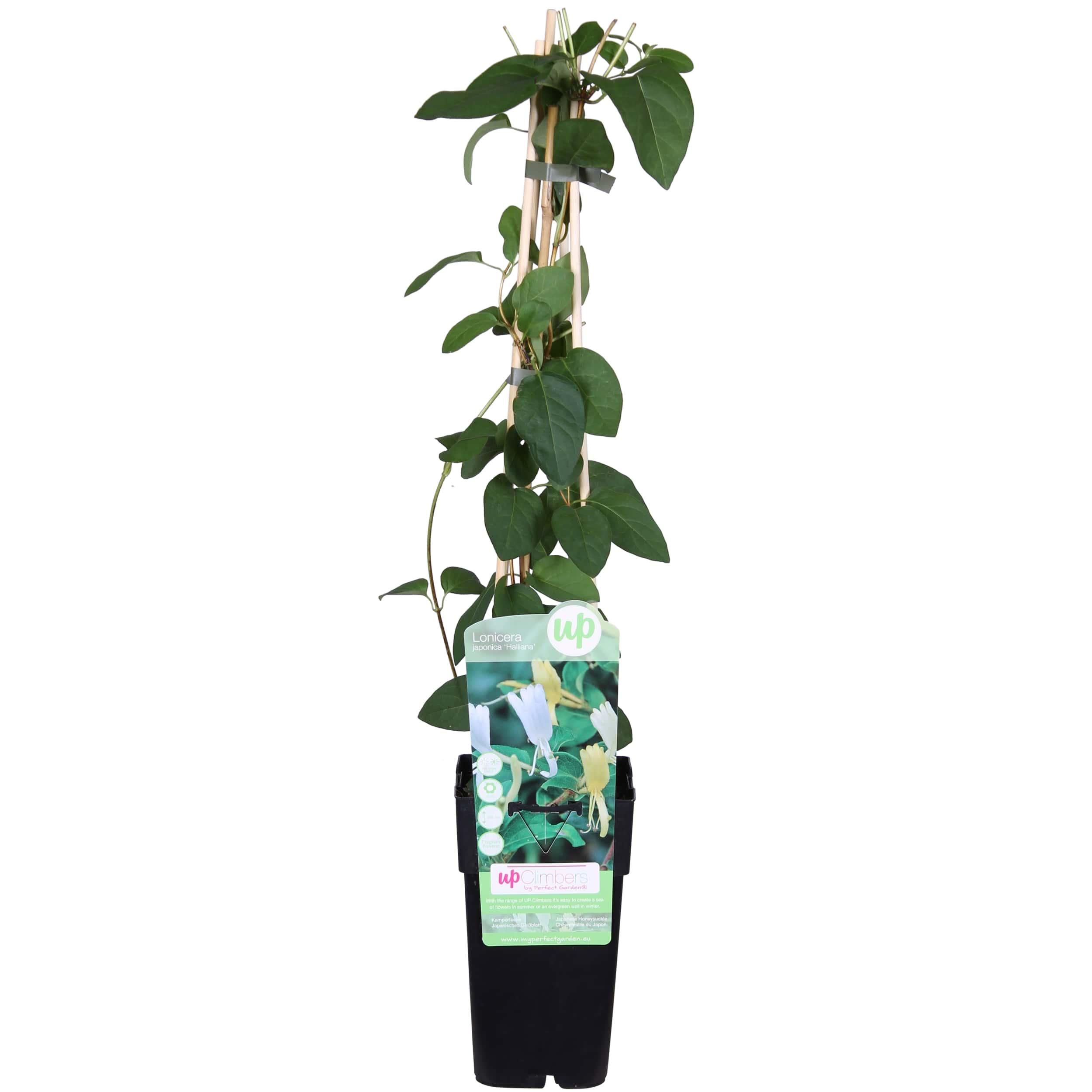 Lonicera japonica Halliana Geißblatt weiß