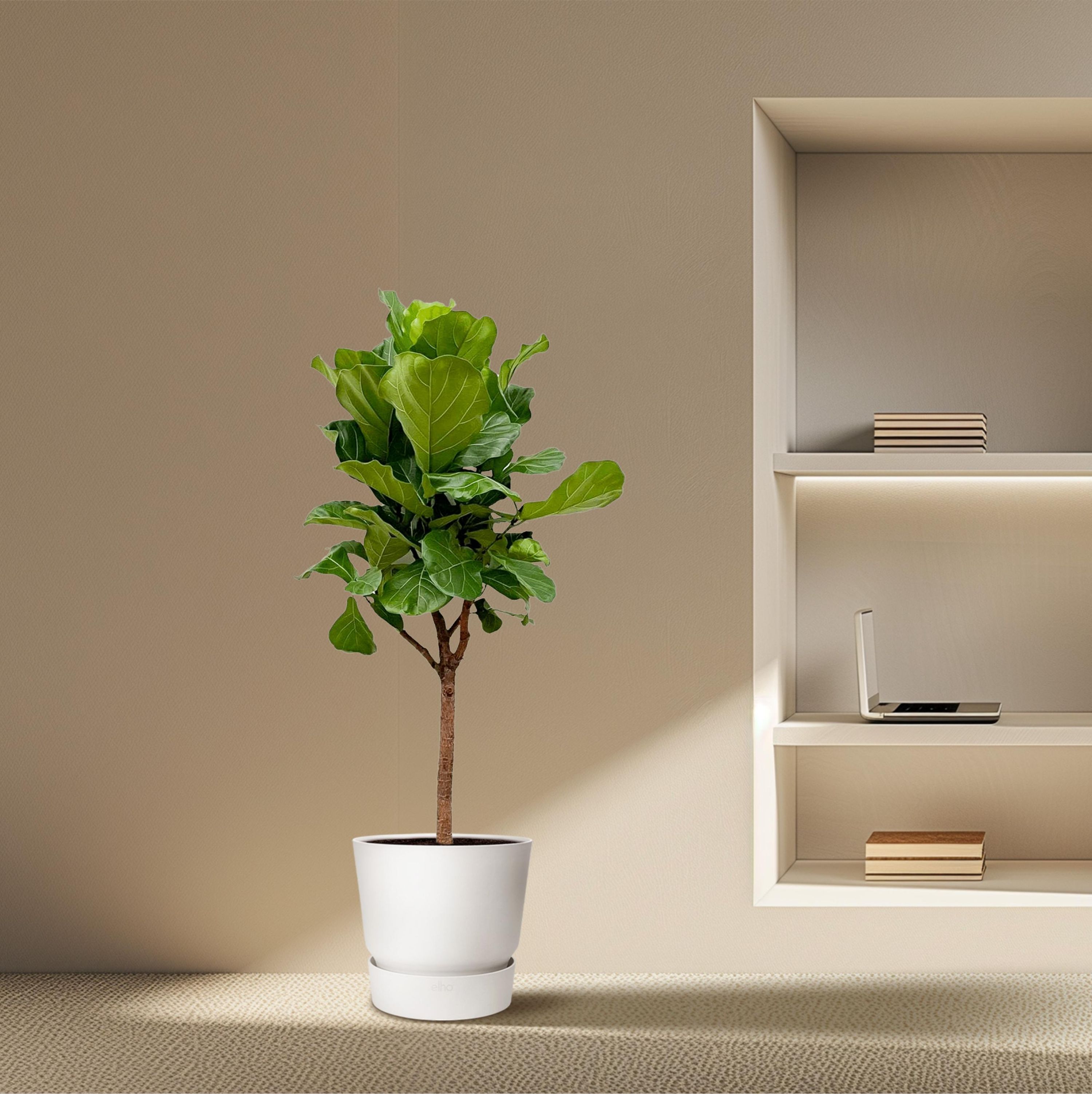 Ficus Lyrata Geigenfeige Zimmerpflanze
