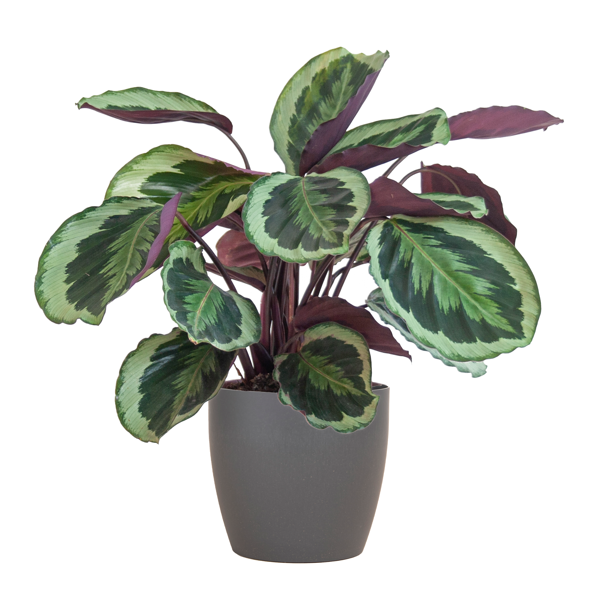 Calathea Medaillon Zimmerpflanze mit Viber-Topf