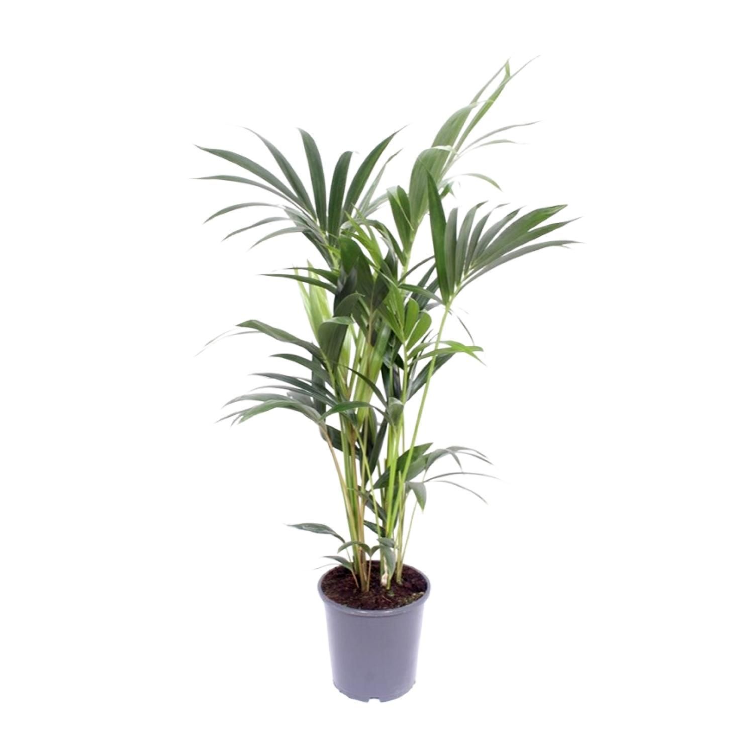 Kentia Palme Howea Forsteriana