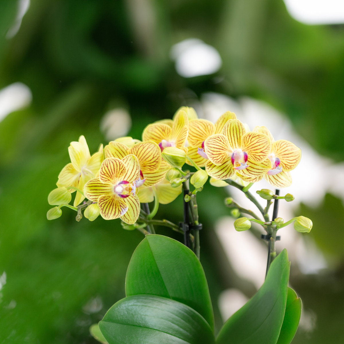 Kolibri Orchideen Überraschungsbox Mix
