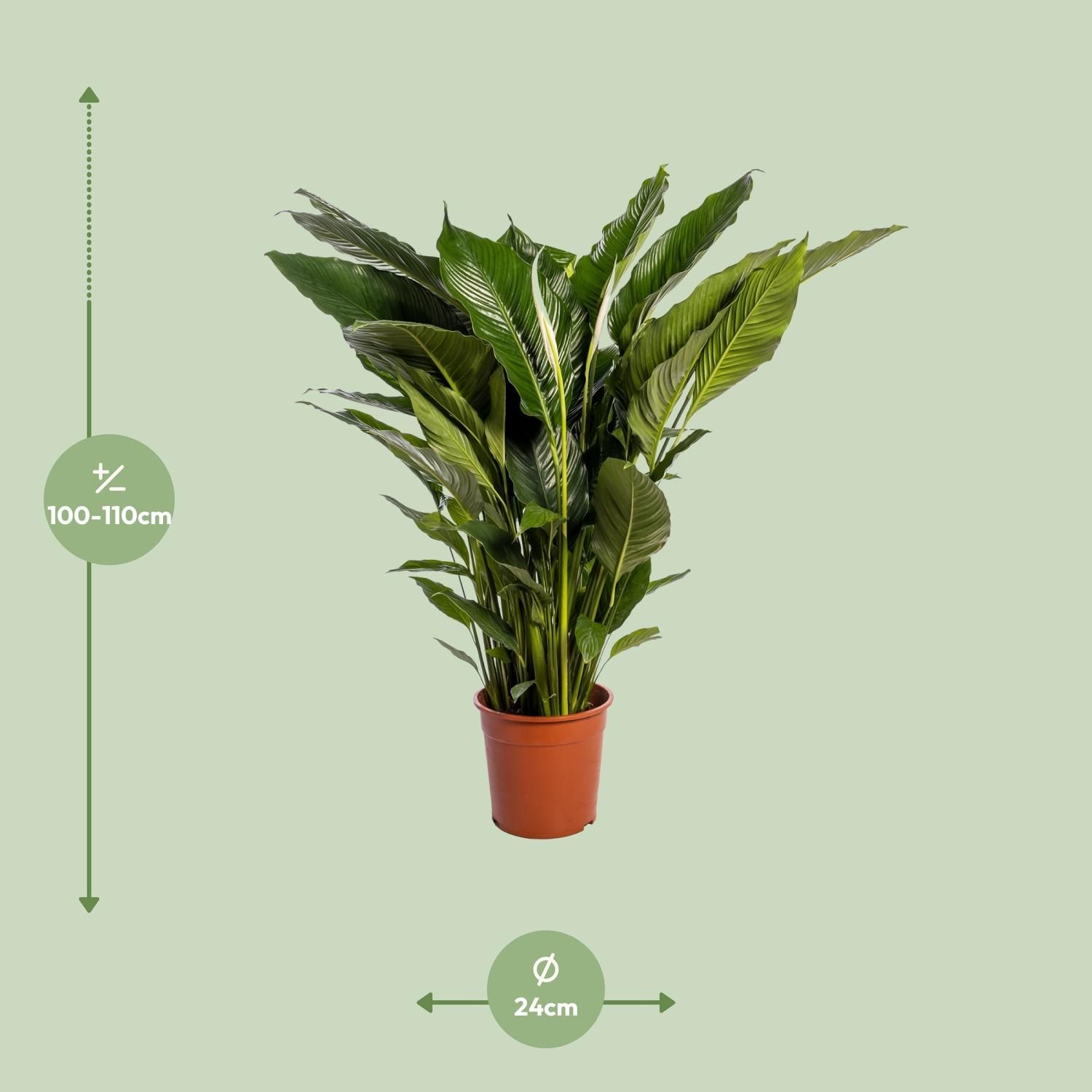 Friedenslilie Sweet Sebastiano – elegante Spathiphyllum Zimmerpflanze