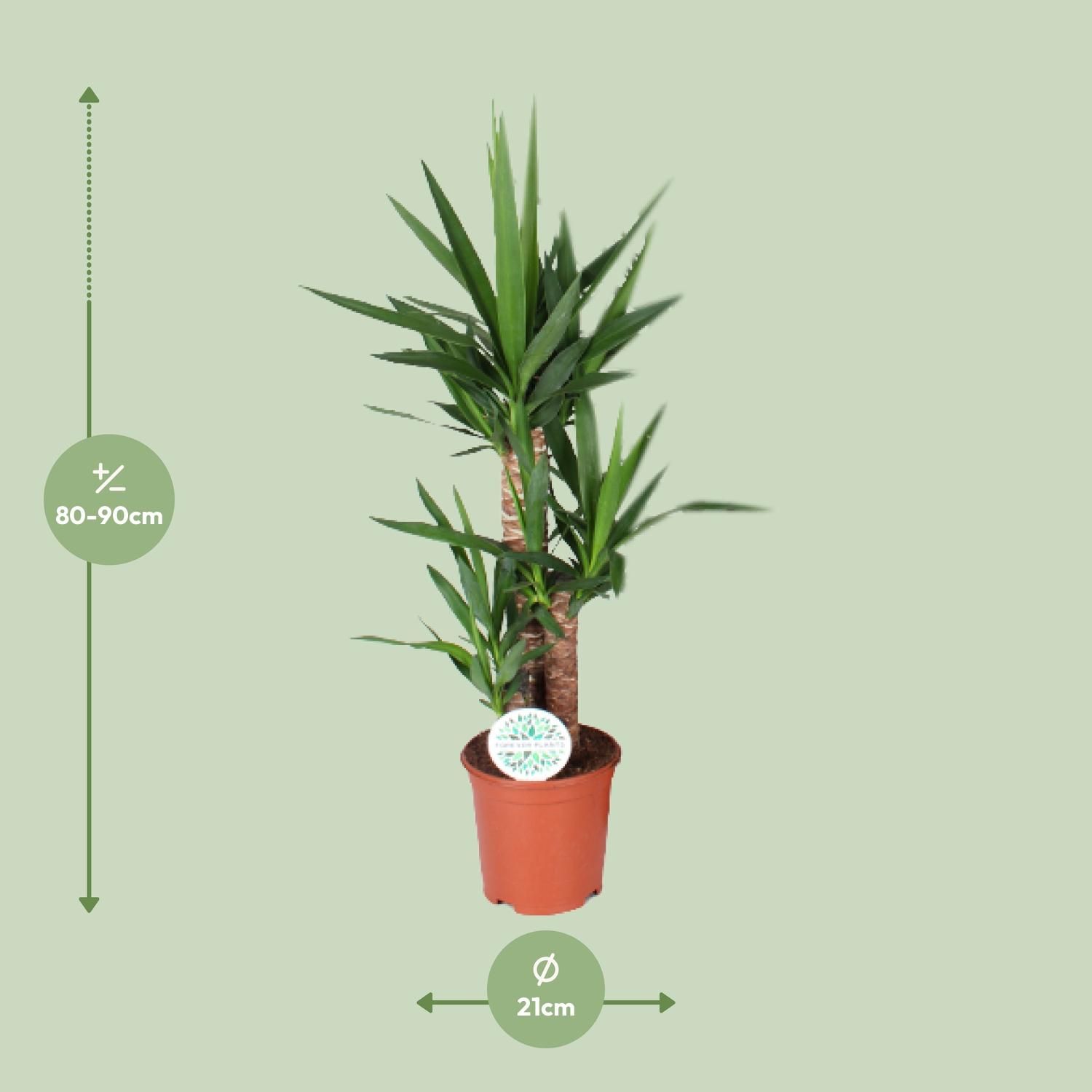Yucca – elegante Zimmerpflanze für Wohnräume