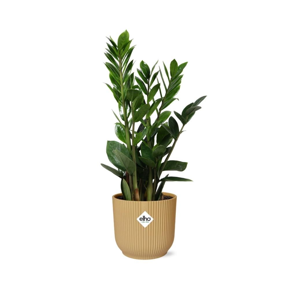 Zamioculcas Zimmerpflanze in gelbem ELHO Vibes Fold Topf