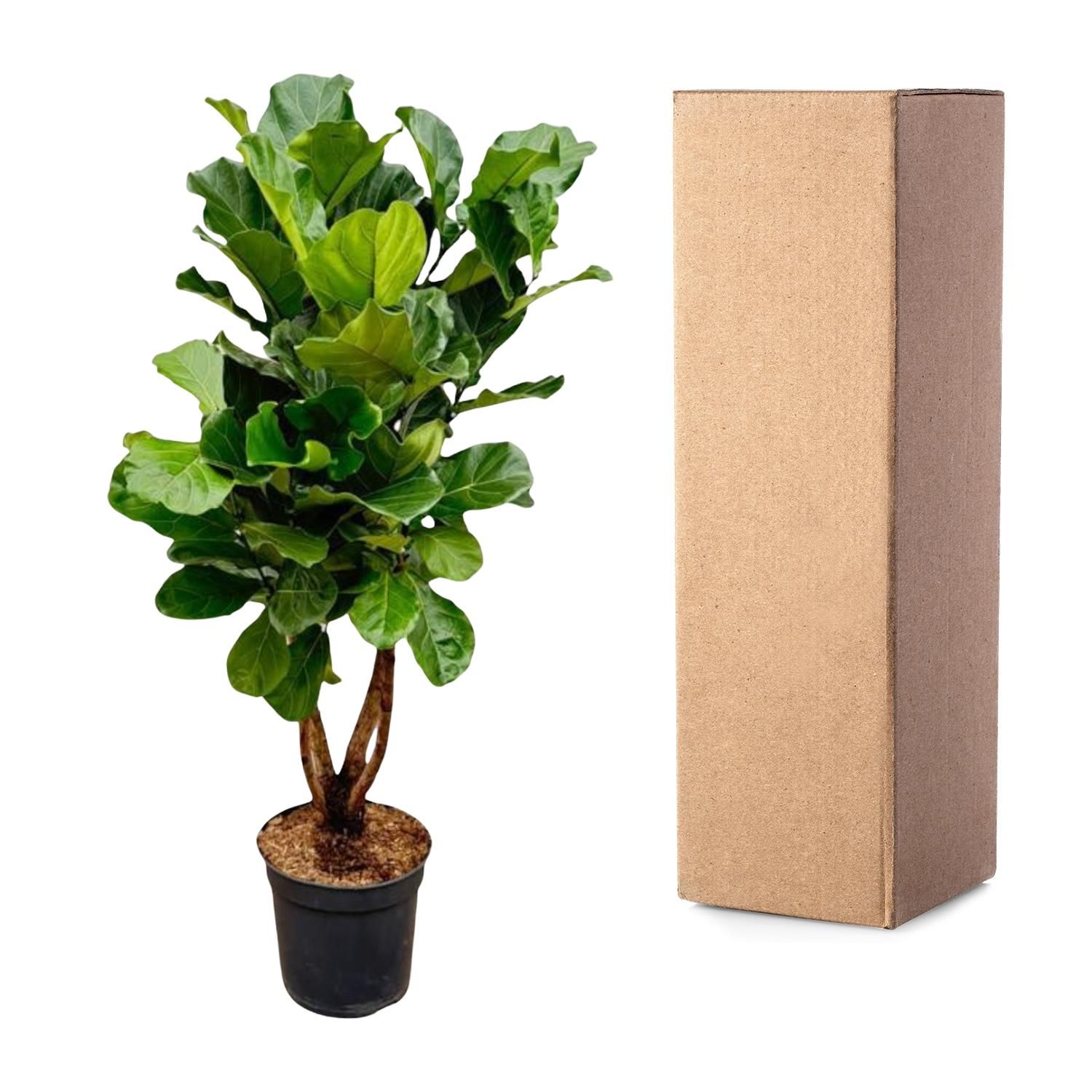 Ficus Lyrata Geigenfeige XL Zimmerpflanze