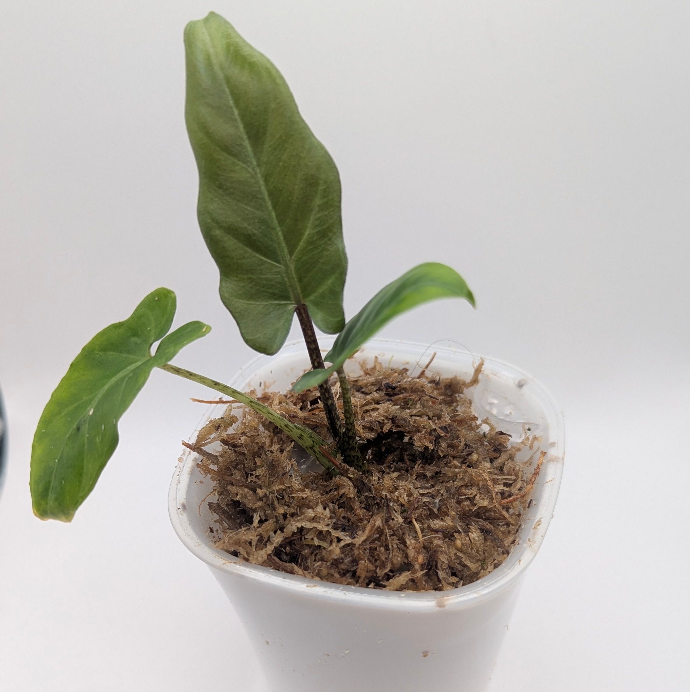 Alocasia lauterbachiana
