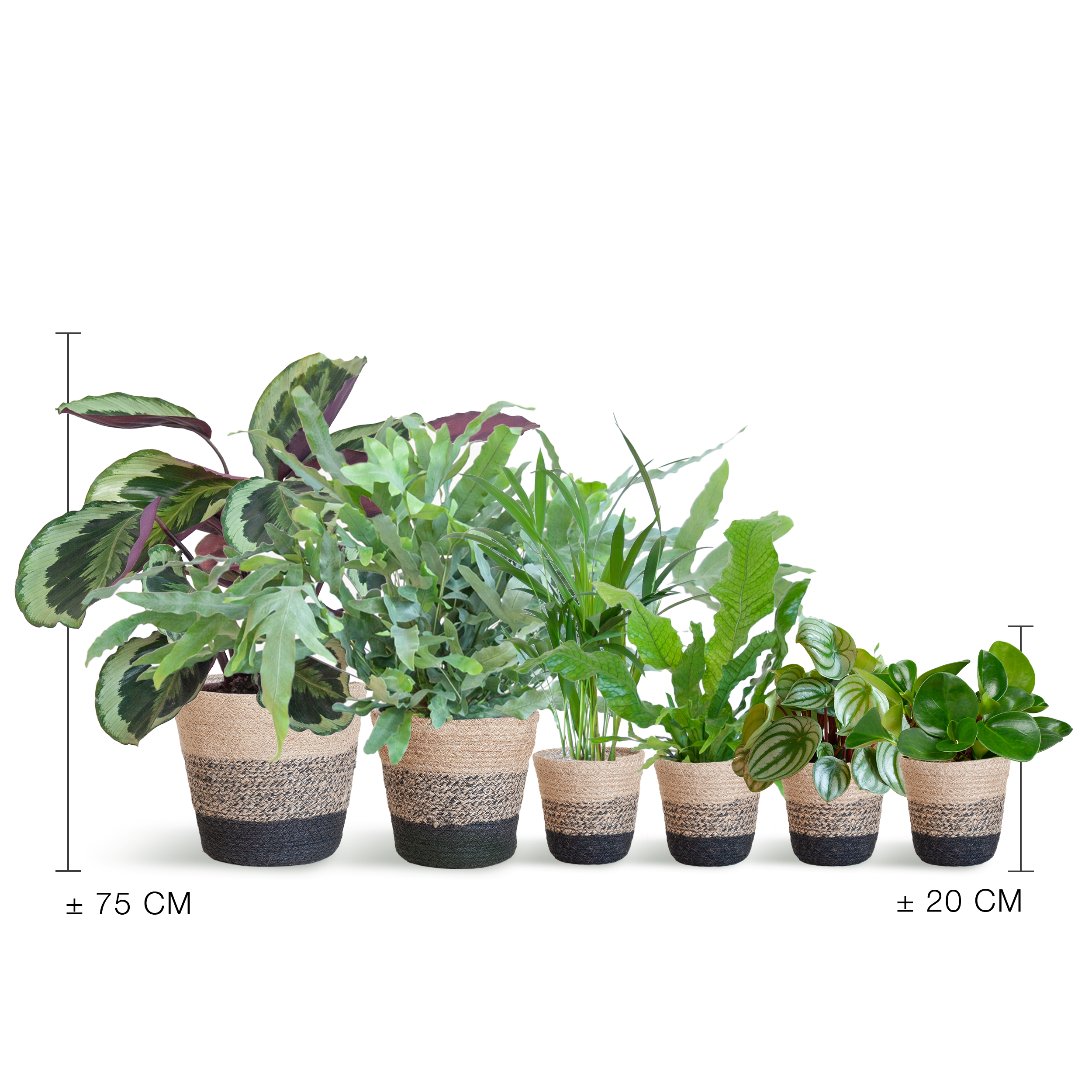 Haustierfreundliches Pflanzenset Groß mit Krokodilfarn & Calathea