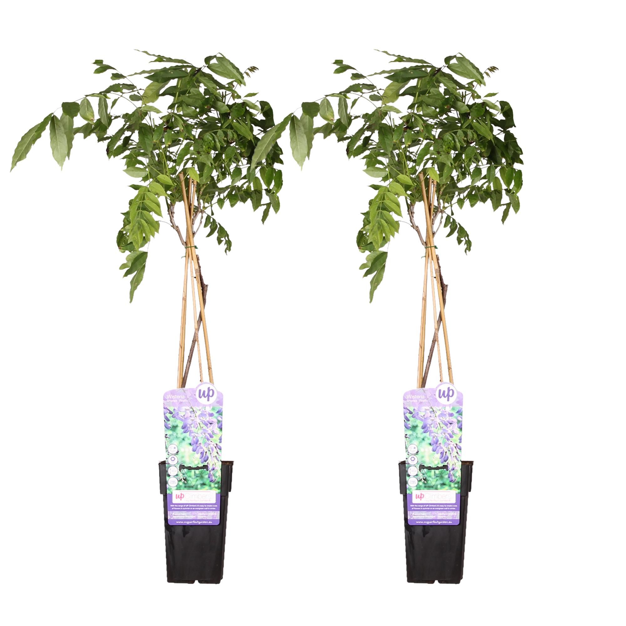 Wisteria sinensis Kletterpflanze Prolific