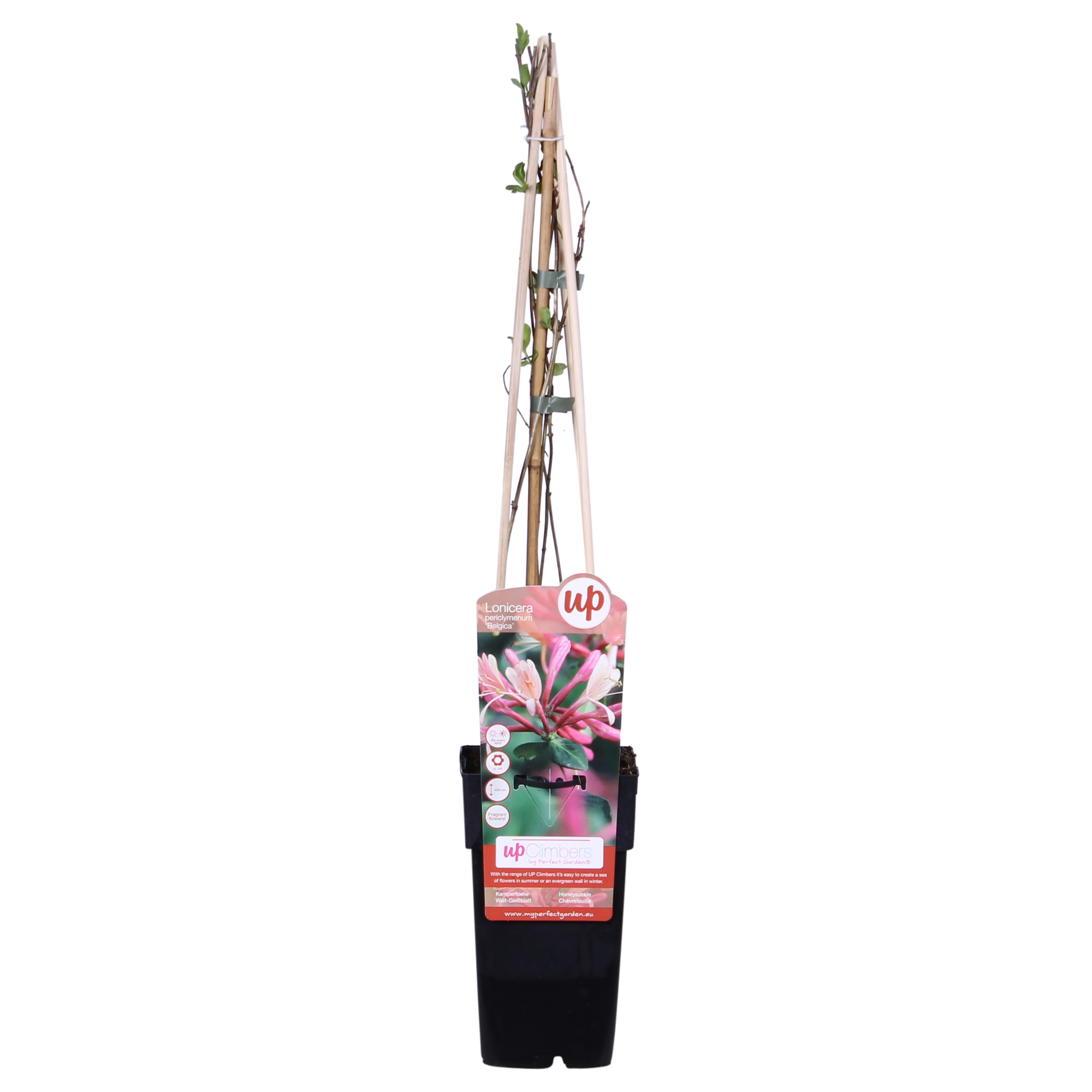Lonicera Belgica Kletterpflanze