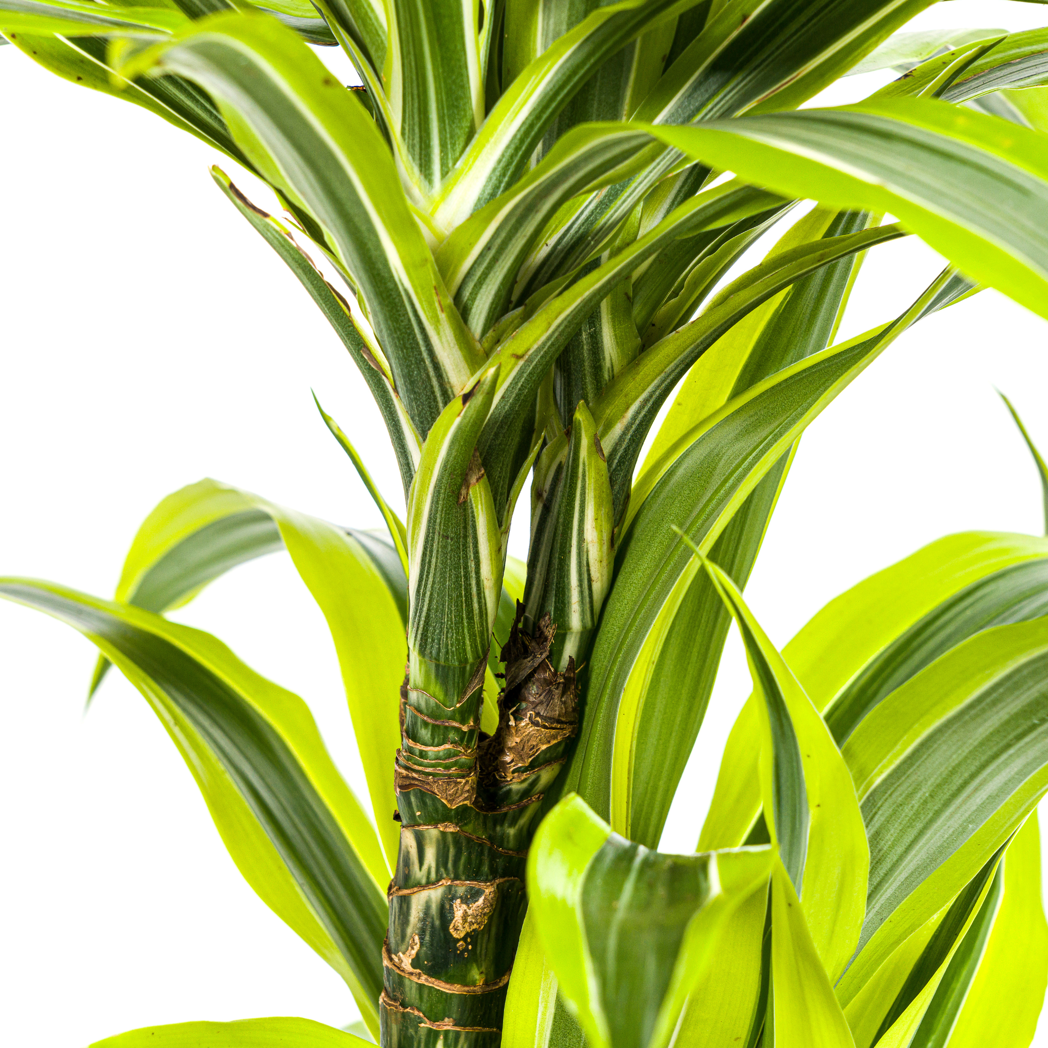 Dracaena Deremensis Lemon Lime – Ø19cm – ↕70-90cm