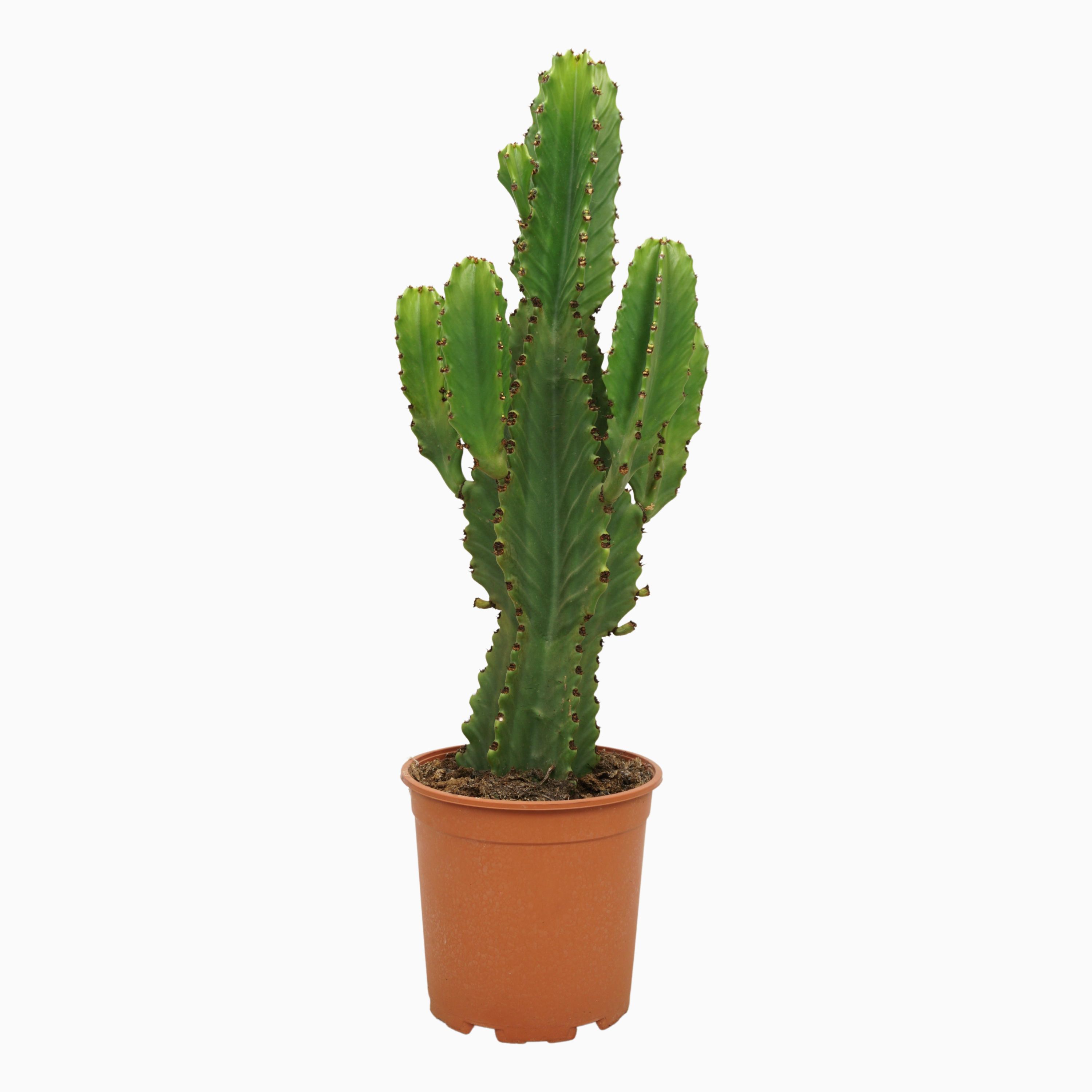 Calathea Elgergrass Zimmerpflanze