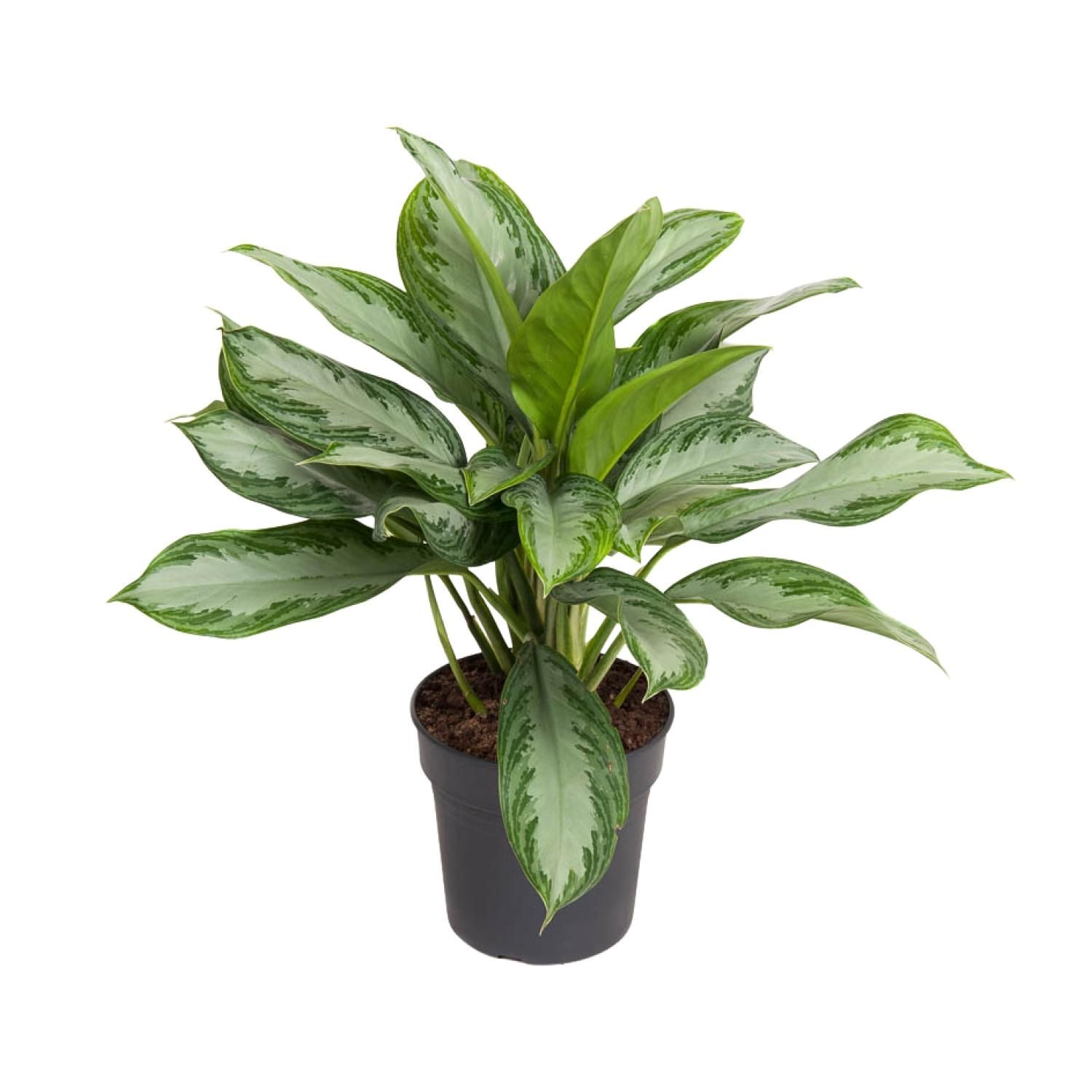 Aglaonema Cutlass Zimmerpflanze
