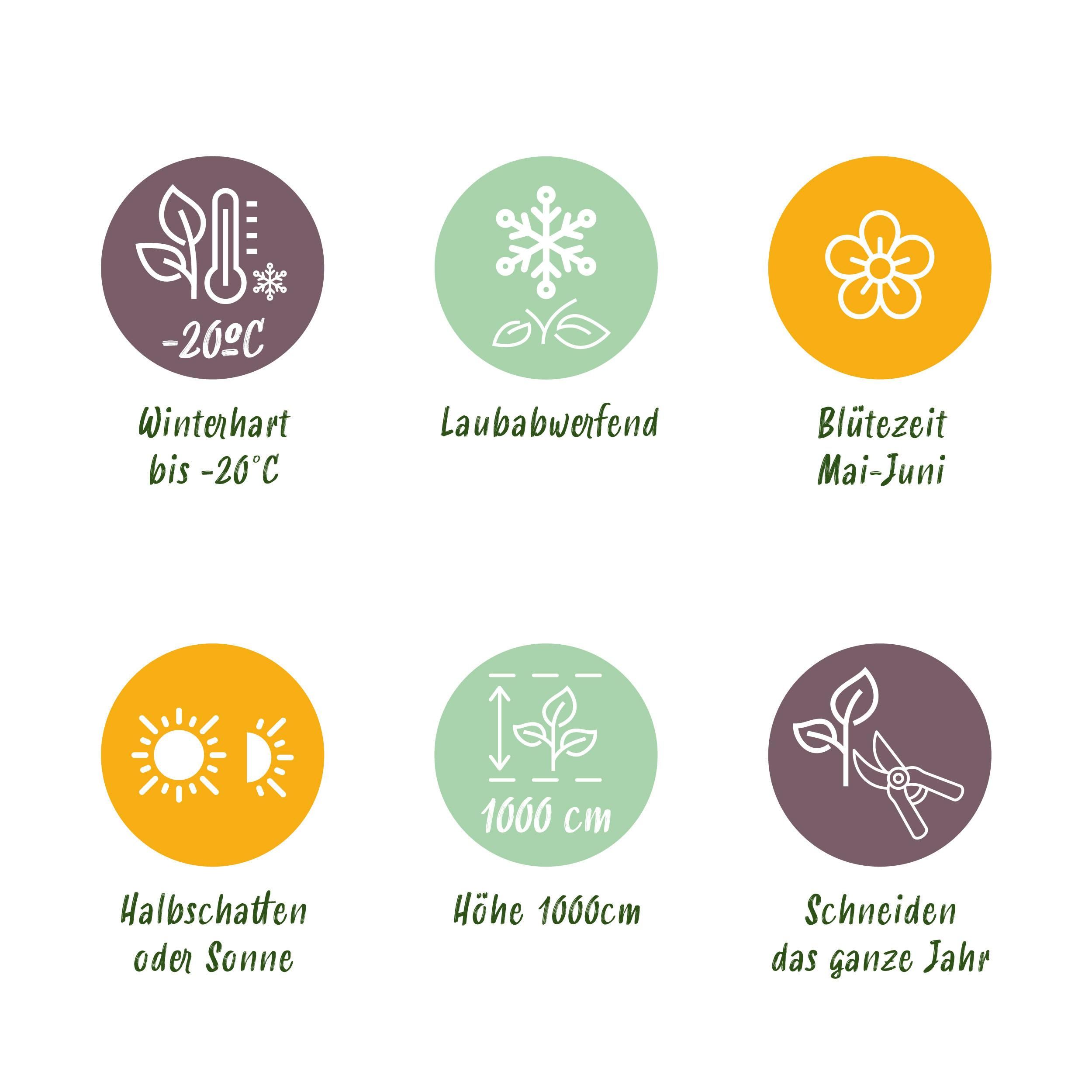 Wilde Wein | Parthenocissus Engelmannii | Blatt Grün/Rot | Pflegeleicht | 2 Pflanzen
