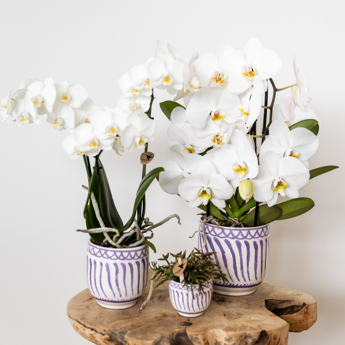 Weiße Phalaenopsis Orchidee Amabilis