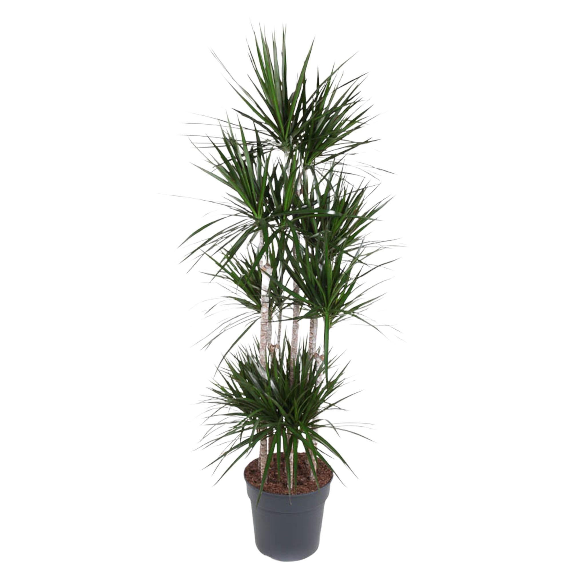 Dracaena Marginata Carrousel elegante Zimmerpflanze
