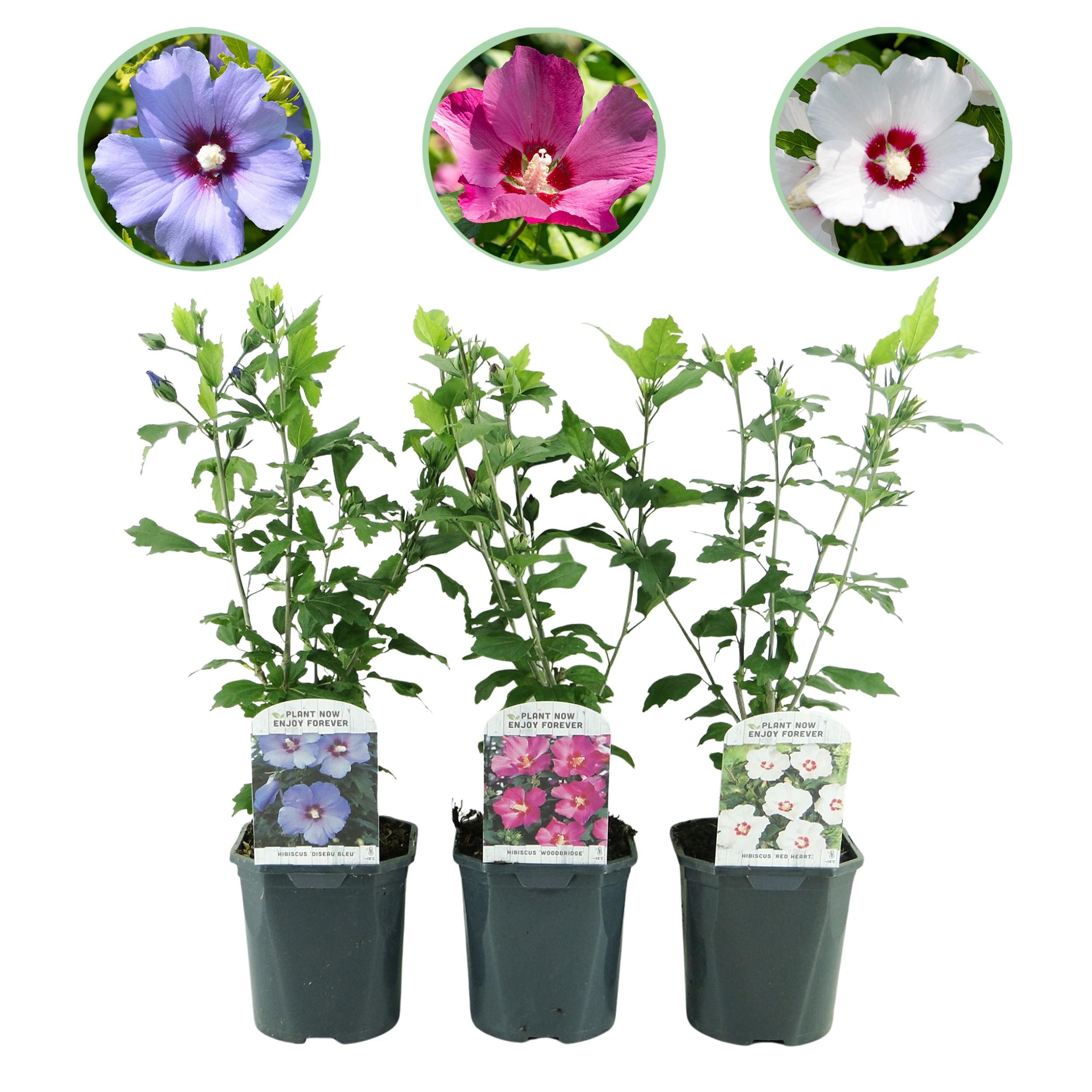 Hibiskus Strauch Tricolor – Blüten Rosa Weiß Blau – 3er Set – pflegeleicht