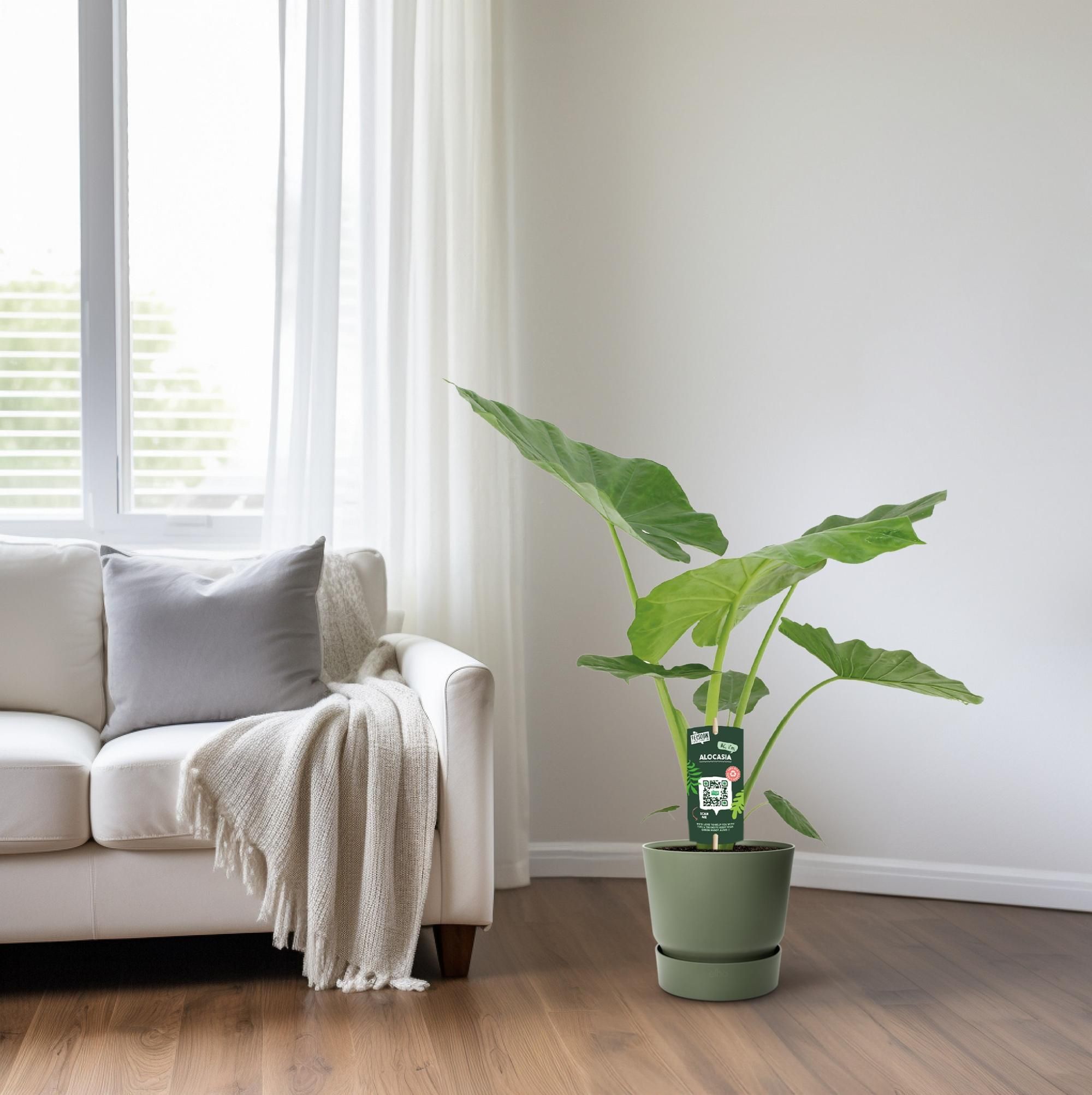 Alocasia Macrorrhiza Zimmerpflanze mit großem Laub