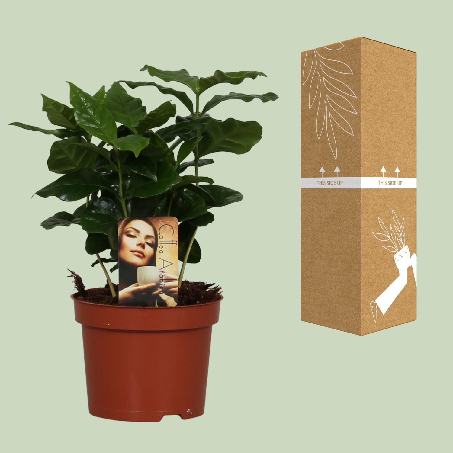 Coffea Arabica – Exotische Kaffeepflanze für Indoor