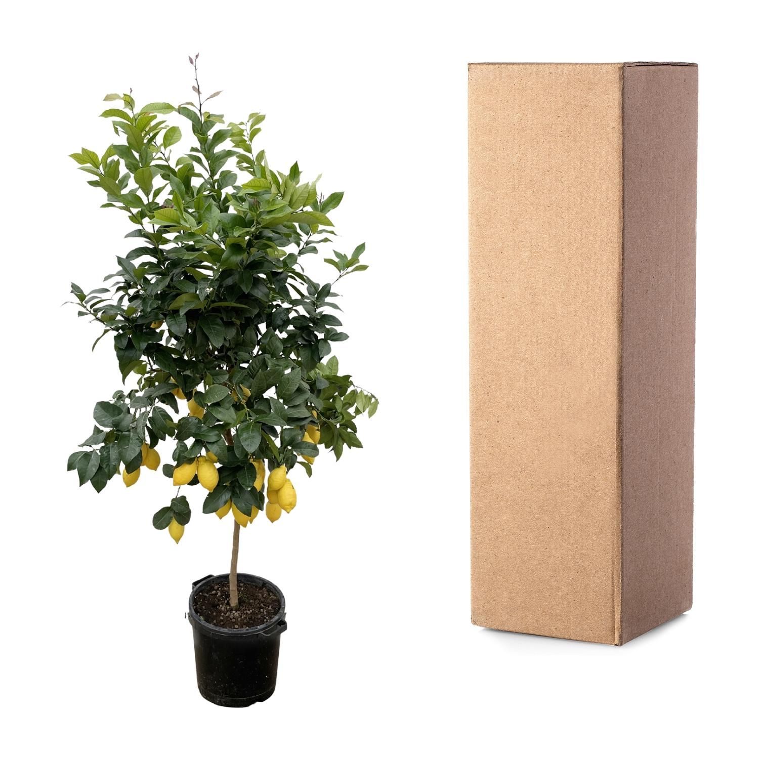 Citrus Calamondin Zimmerpflanze