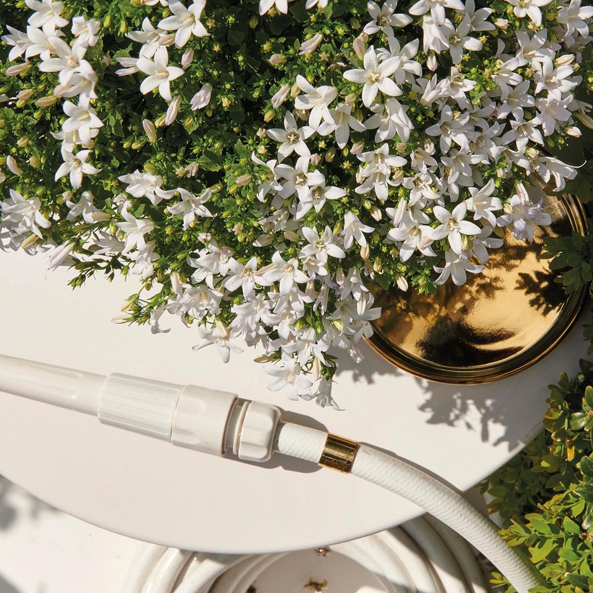 Campanula Addenda Glockenblume Weiß