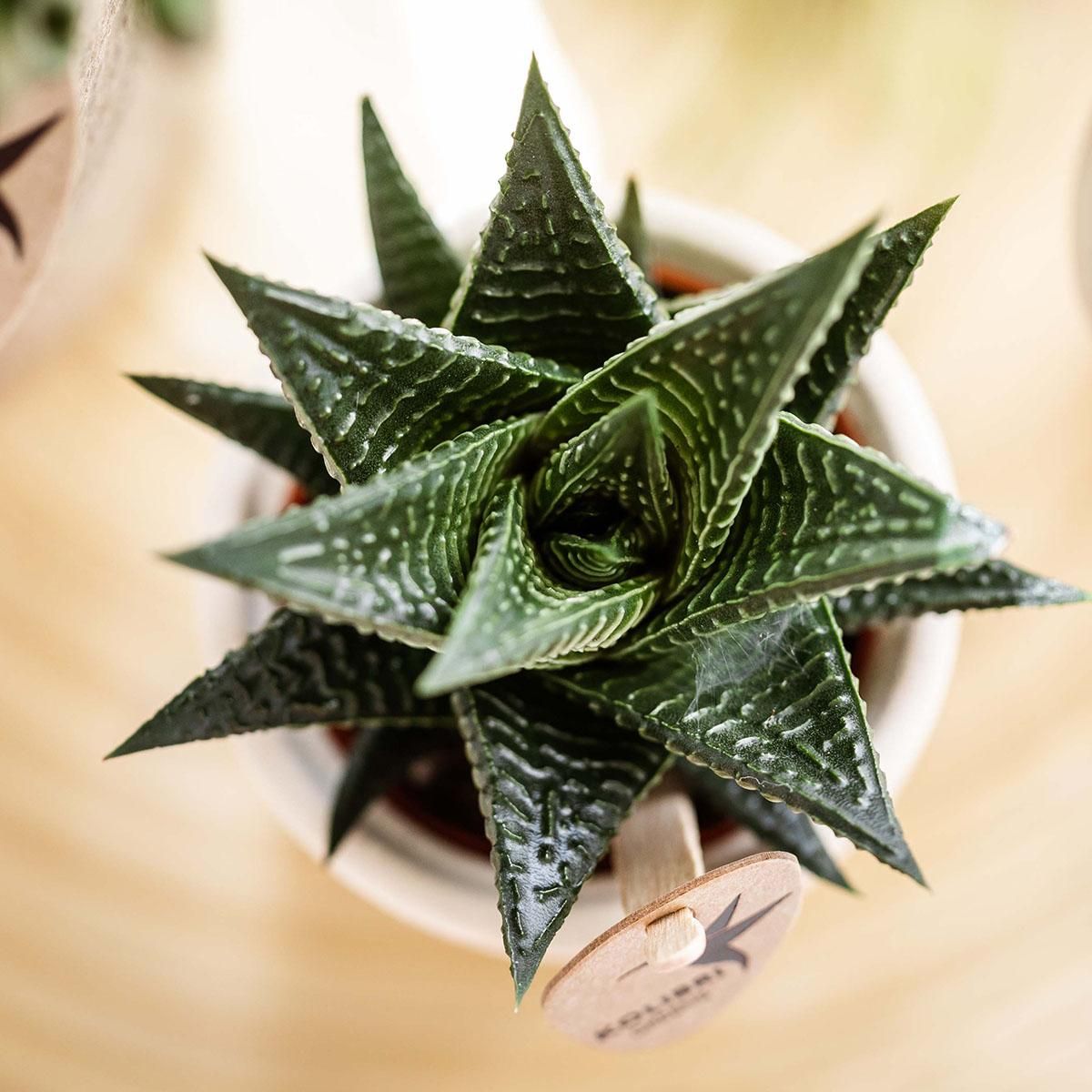 Haworthia Royal Highness Sukkulente Zimmerpflanze