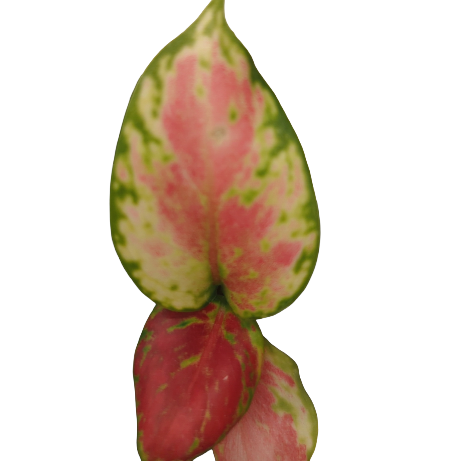 Baby Aglaonema commutatum Auspicious Red + selbstbewässernder Übertopf