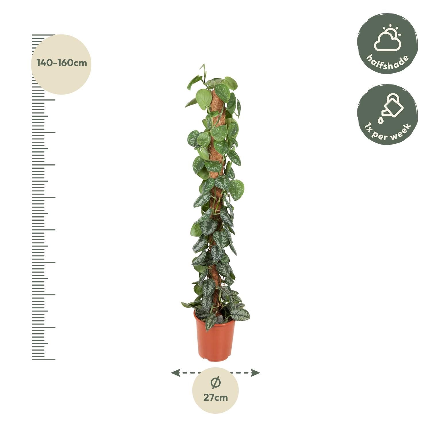 Epipremnum Pictus Trebie Kletterpflanze mit silbernen Blattflecken