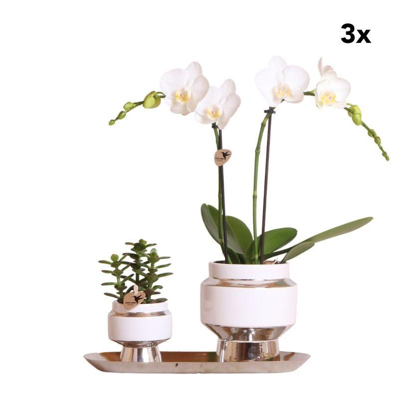 Weiße Orchidee & Sukkulente – Komplett auf Silberschale – Deko-Set