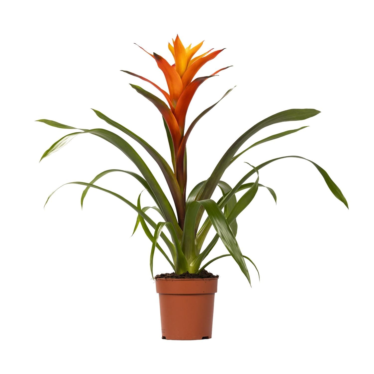 Guzmania Variada Zimmerpflanze