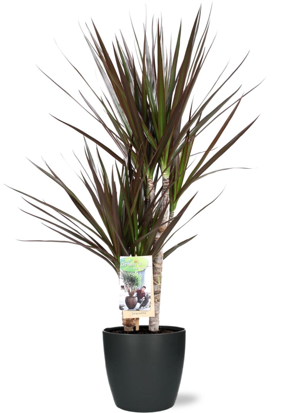 Dracaena Magenta – Ø17cm – ↕80cm + Topf Brussels D18x17cm – Anthrazit