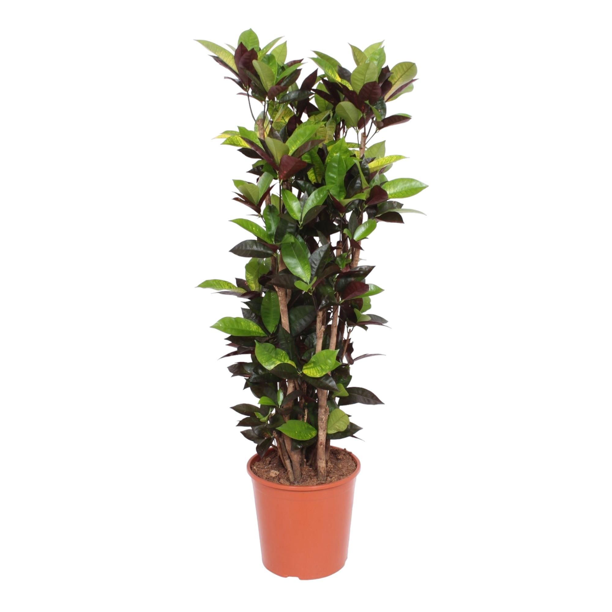 Codiaeum Iceton - Farbintensive Zimmerpflanze