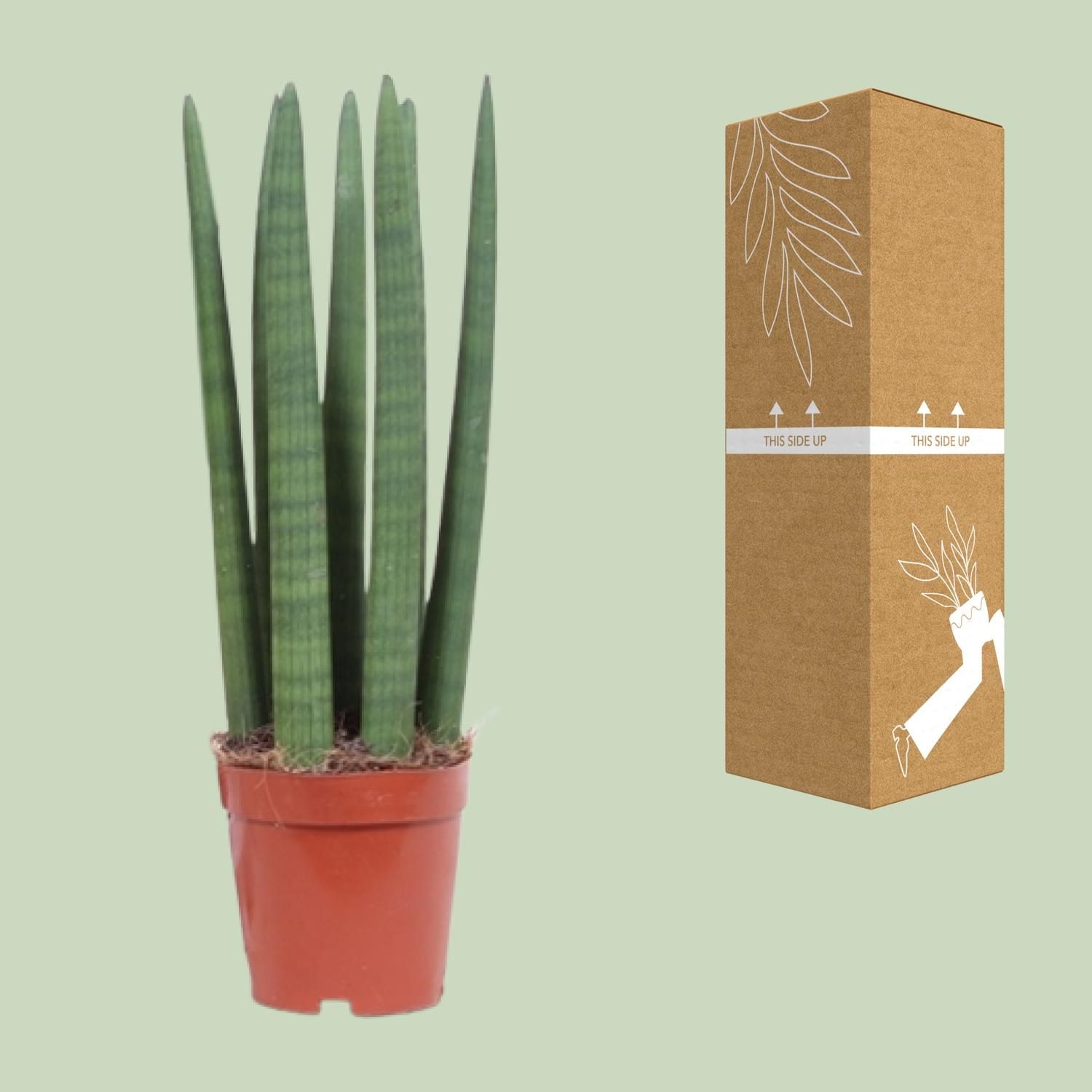 Sansevieria Gerade - Ø12cm - ↕40cm