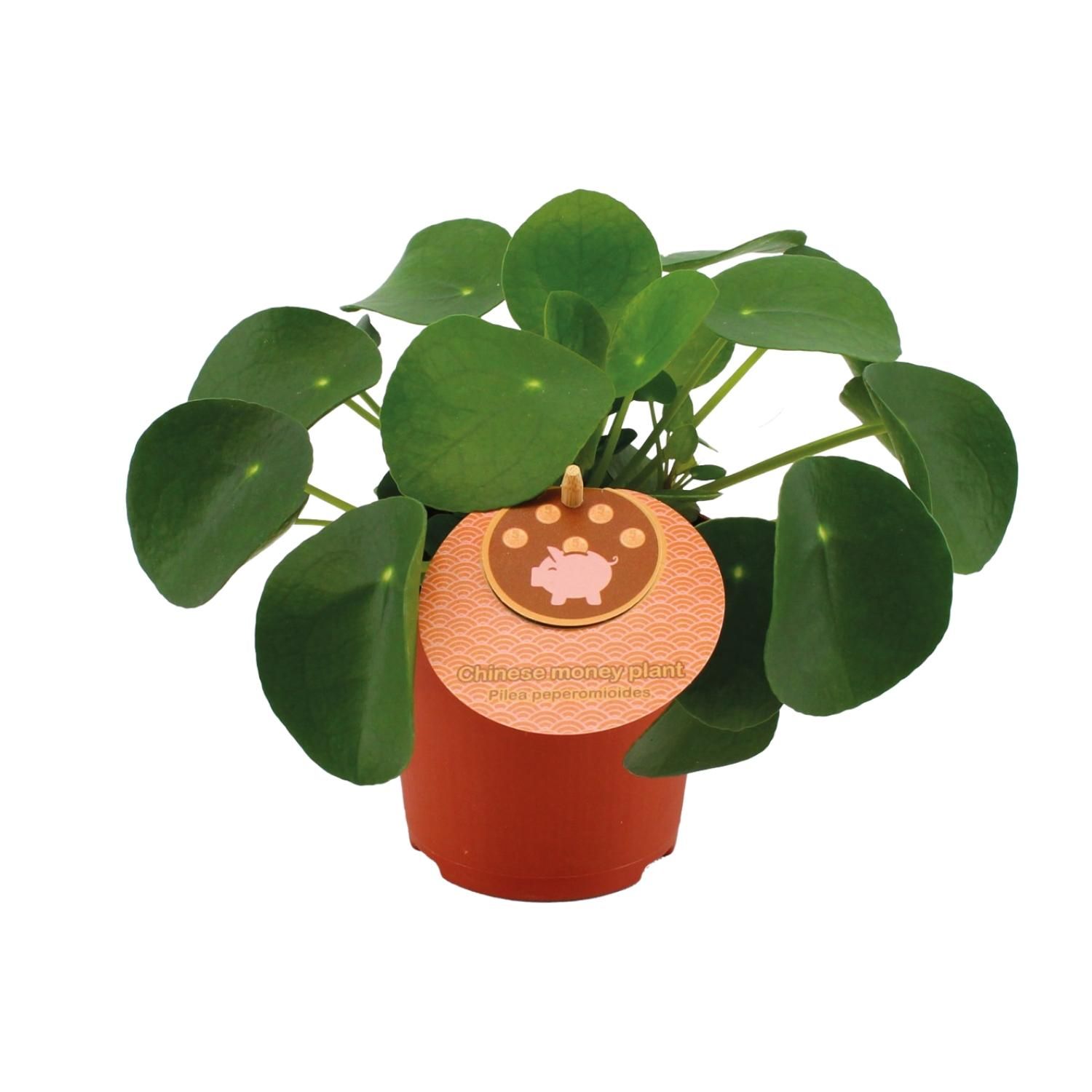 Pilea Peperomioides Zimmerpflanze
