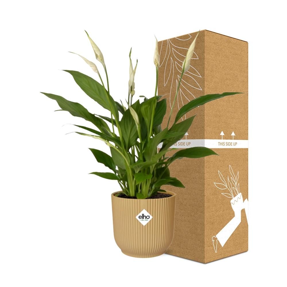Friedenslilie Spathiphyllum Torelli in gelbem ELHO Vibes Fold Übertopf