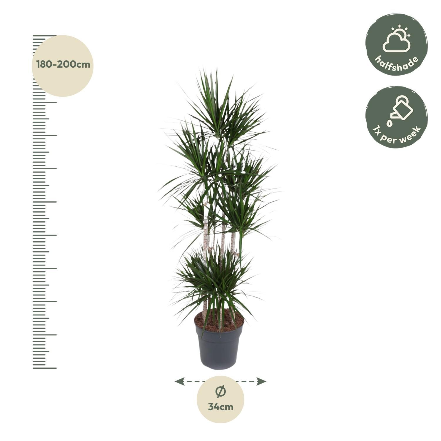 Dracaena Marginata Carrousel elegante Zimmerpflanze