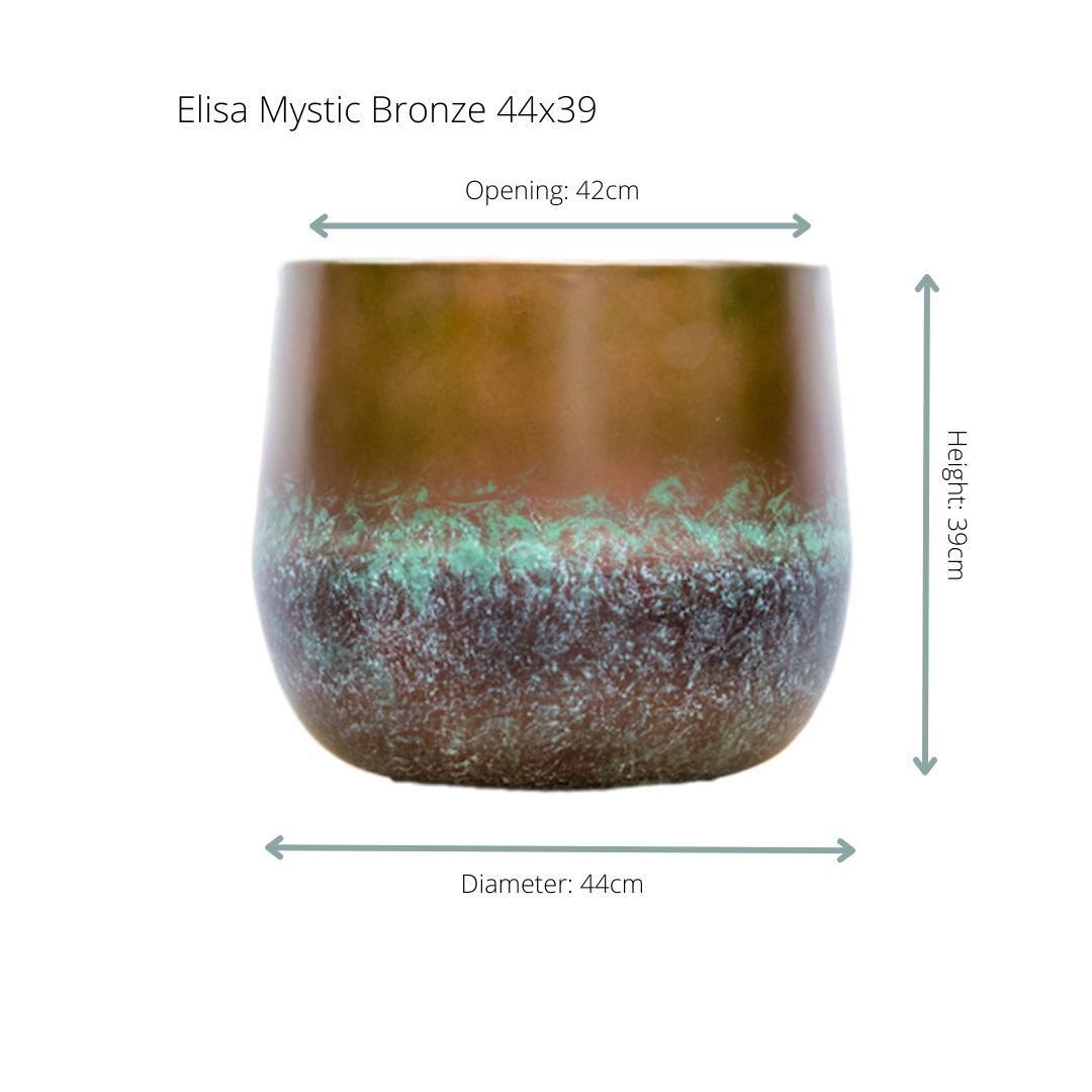 Elisa Mystic Bronze Zimmerpflanze
