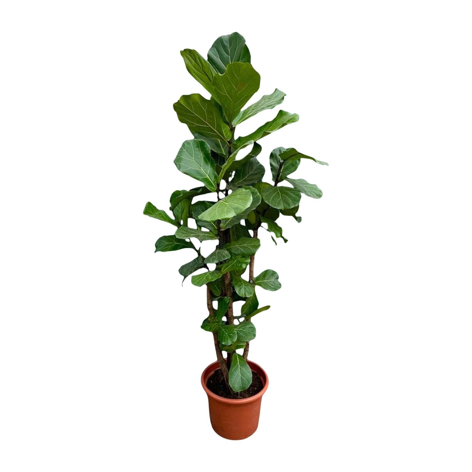 Ficus Lyrata XXL Geigenfeige mit verzweigtem Stamm