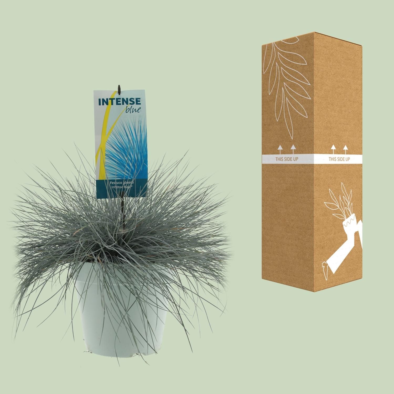 Festuca Glauca Blauschwingel Ziergras