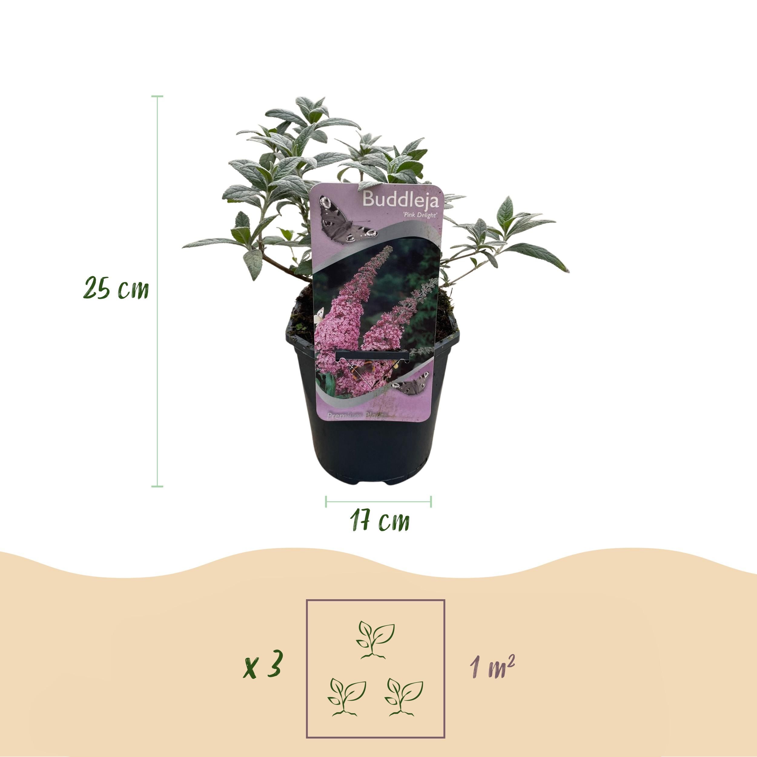 Schmetterlingsstrauch – Buddleja davidii Rosa – Schmetterlingsanziehend