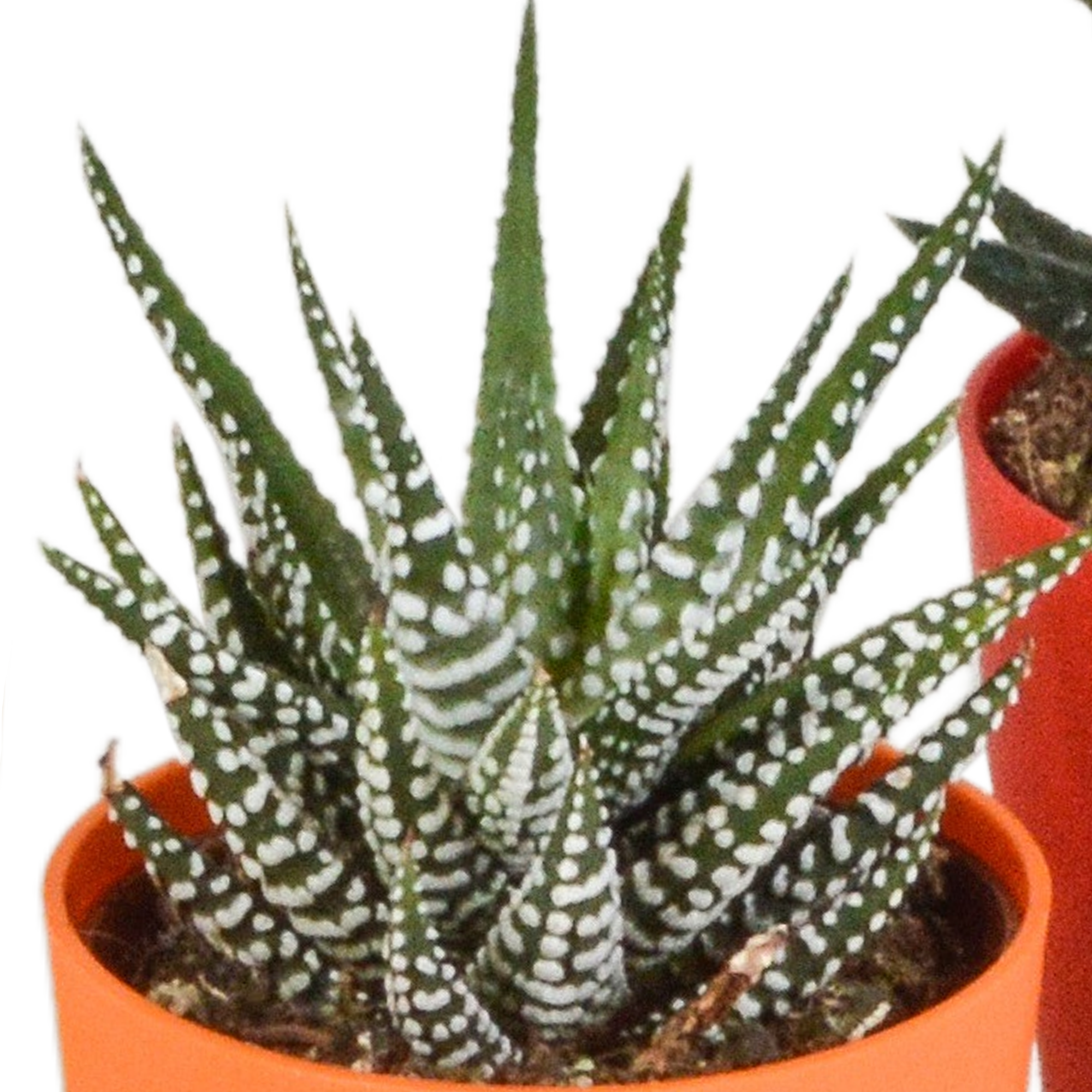 Gasteria und Haworthia Mix in farbigem Kunststofftopf