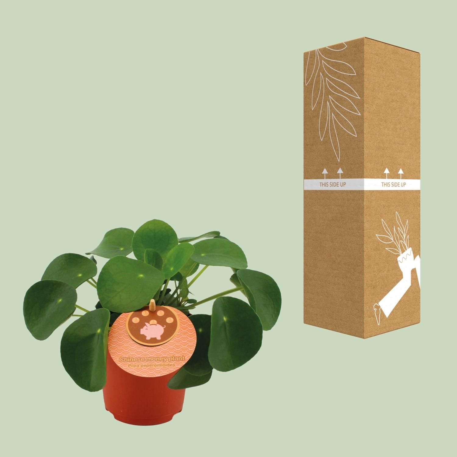 Pilea Peperomioides - Chinesische Geldpflanze für Zuhause