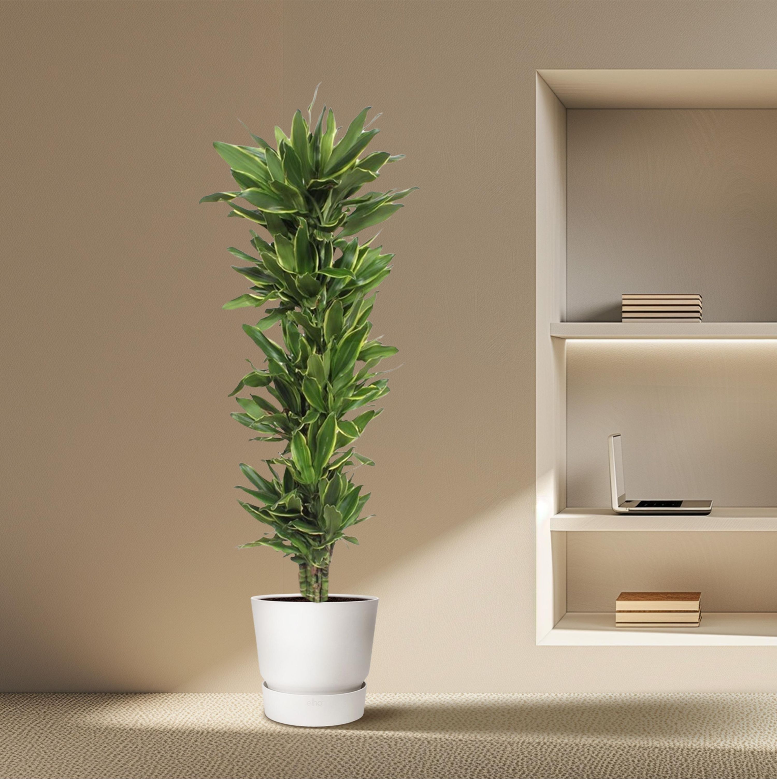 Dracaena Golden Coast Zimmerpflanze