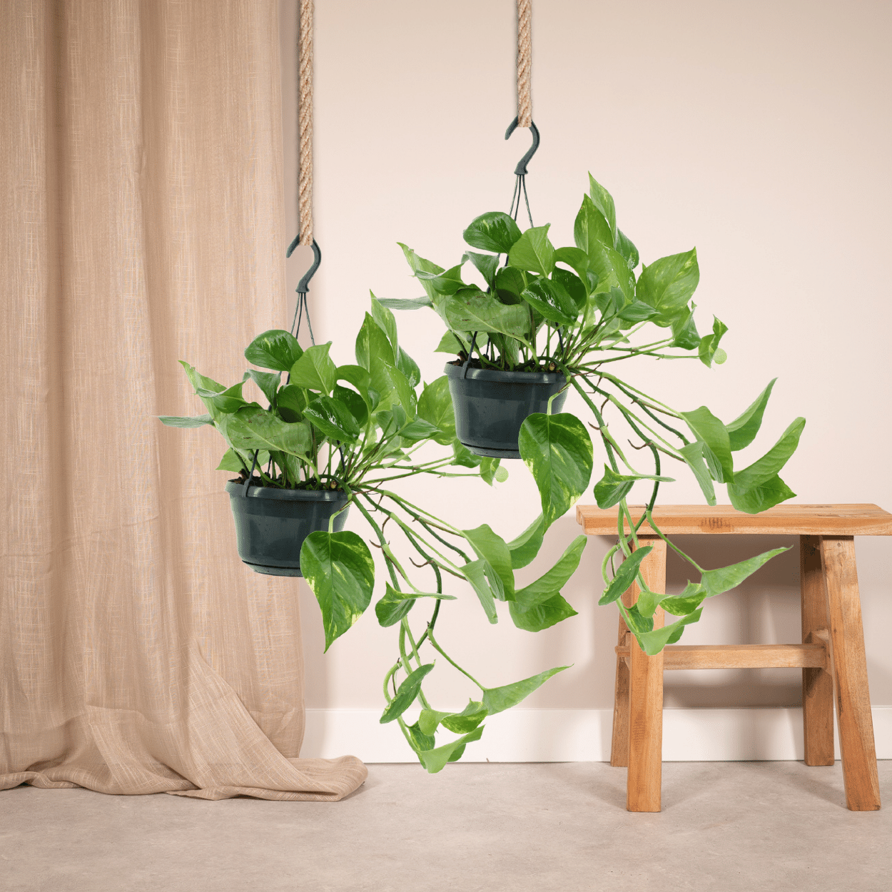 Epipremnum Aureum – Robust und Vielseitig