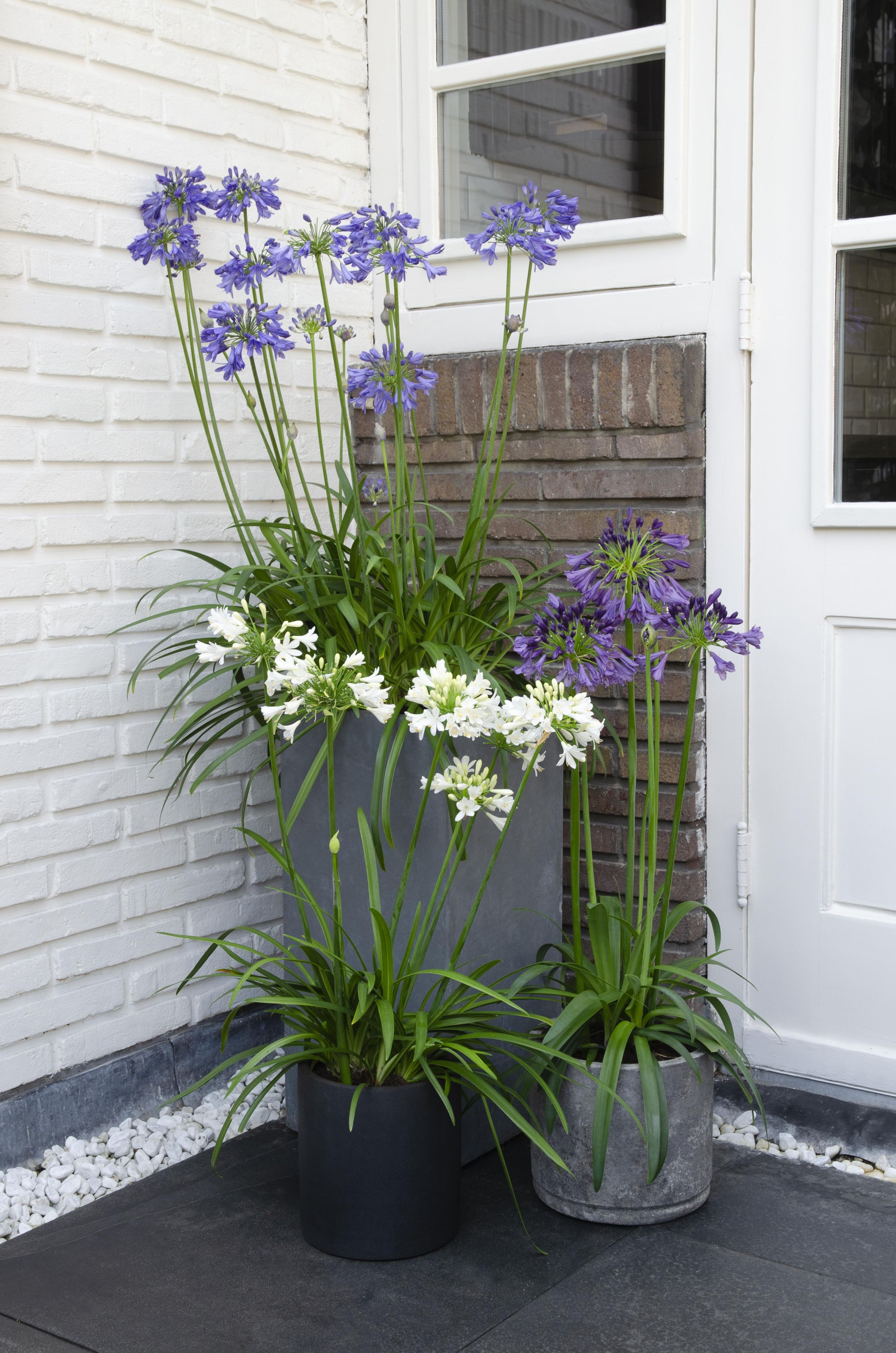 Agapanthus Ever White Pflanze