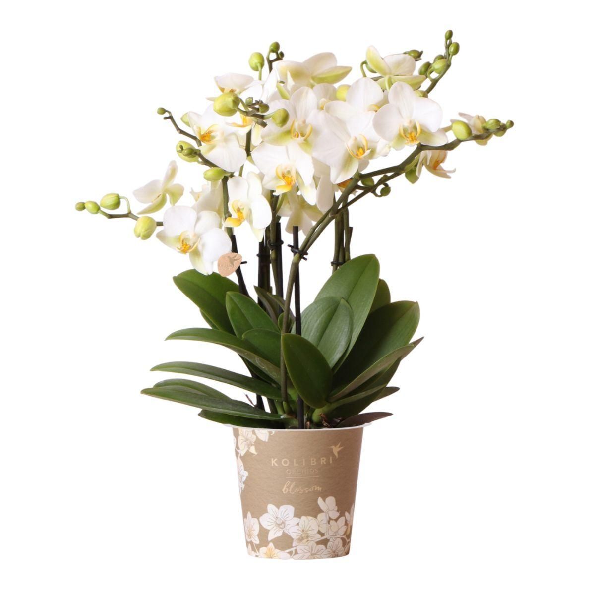 Weiße Phalaenopsis Orchidee mit zarten Blüten