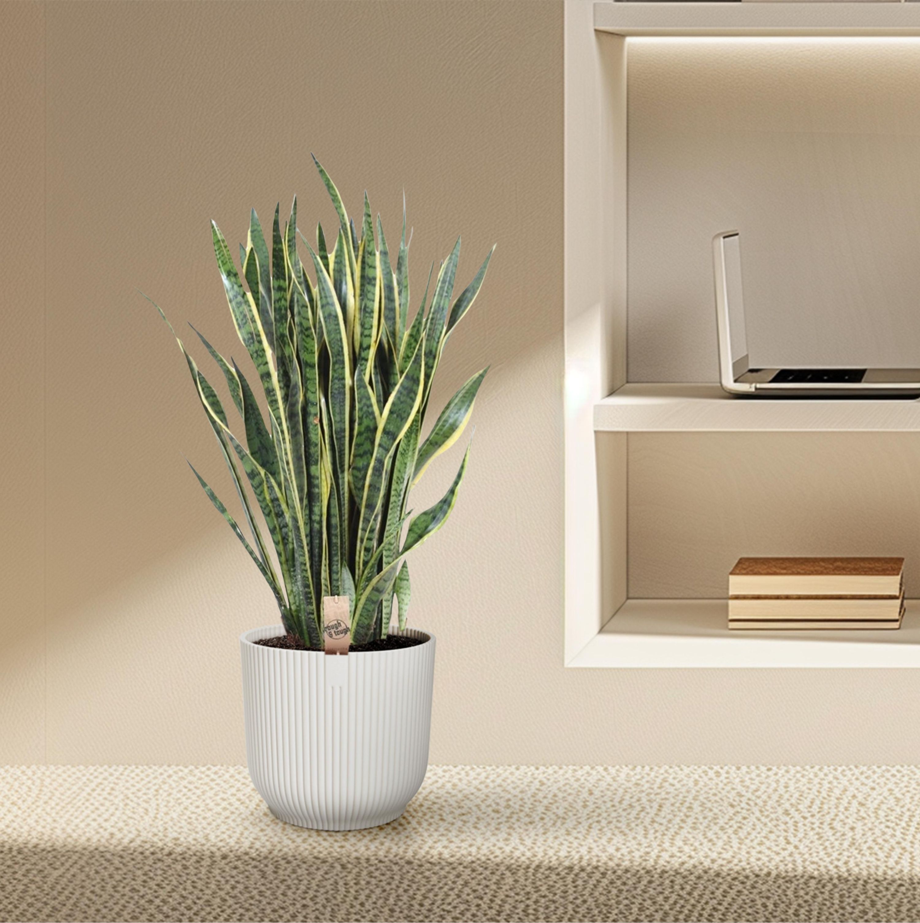 Sansevieria Laurentii Schlangenpflanze