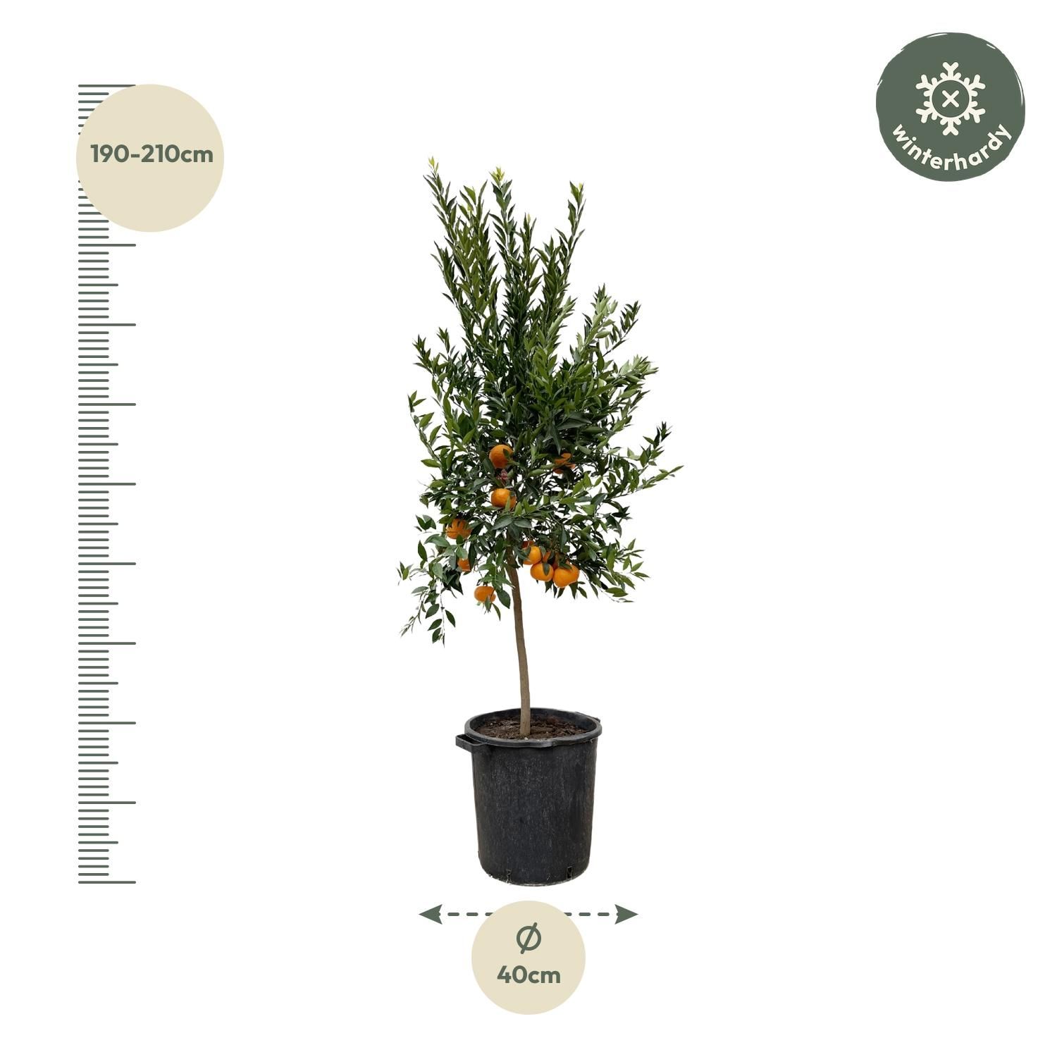 Citrus Calamondin Mandarino Baum